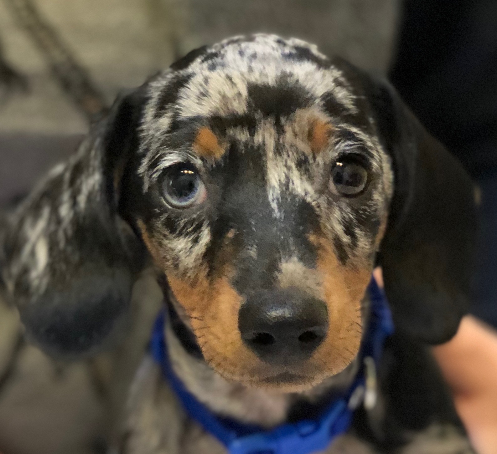 Orcas Veterinary Service Eastsound