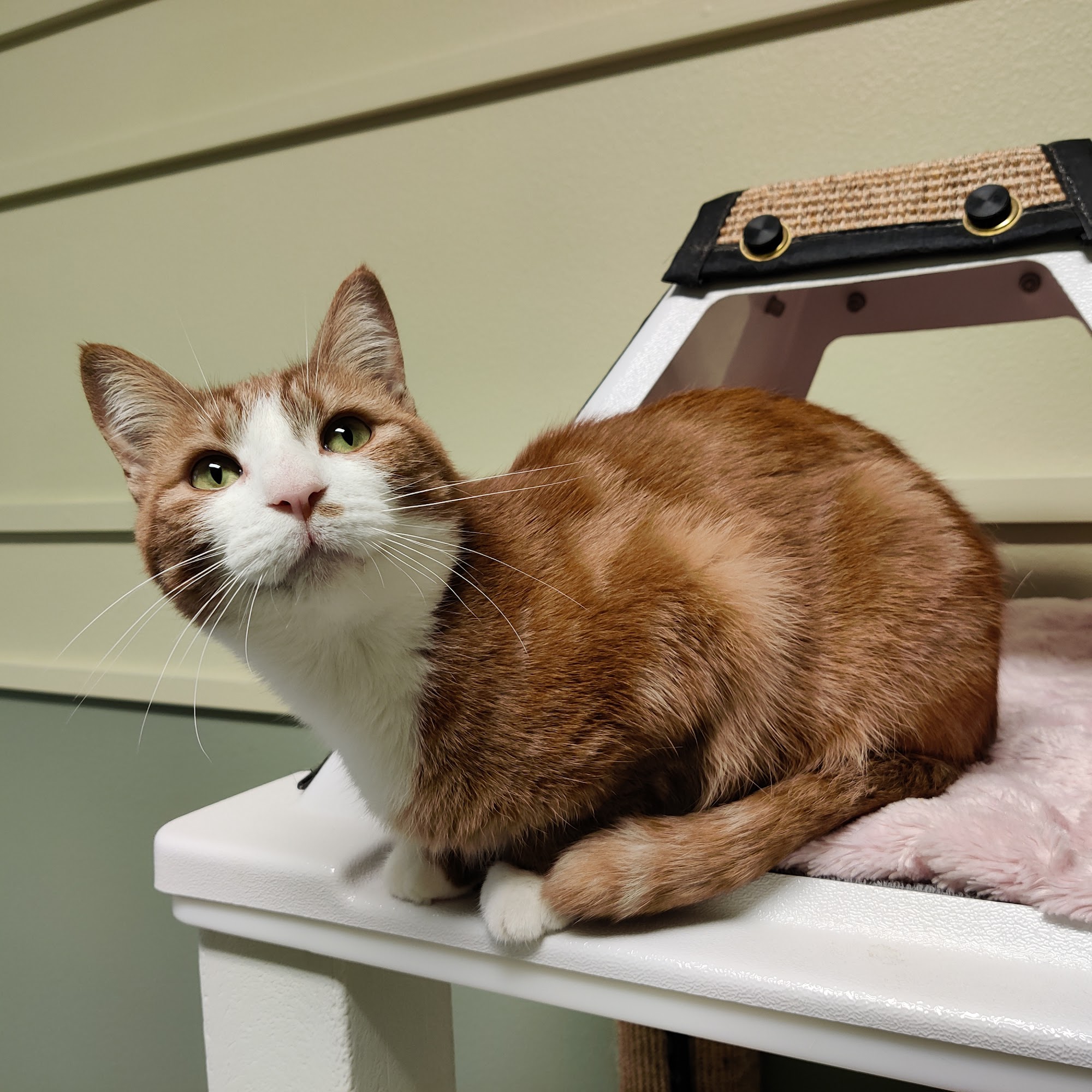 Orcas Animal Protection Society Eastsound