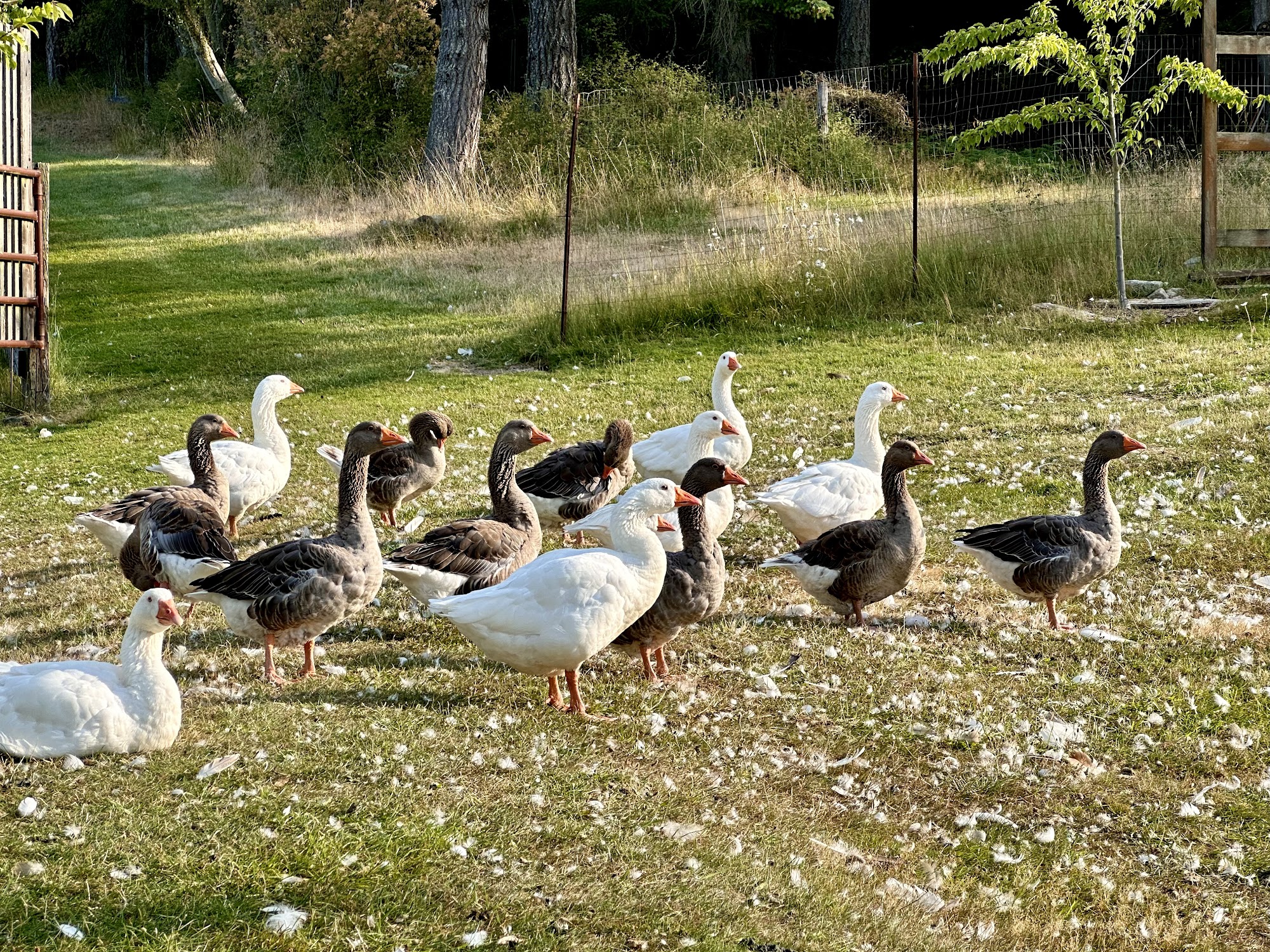 Once In a Blue Moon Farm