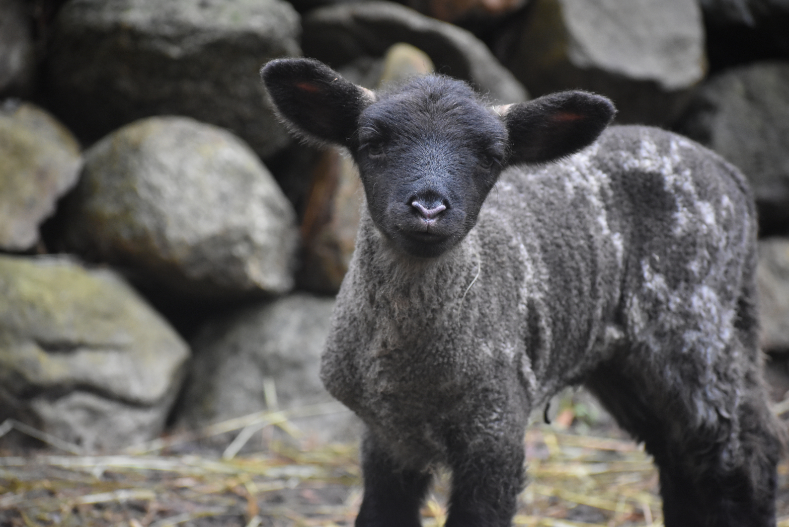 Lum Farm on Coffelt Farm Preserve Eastsound