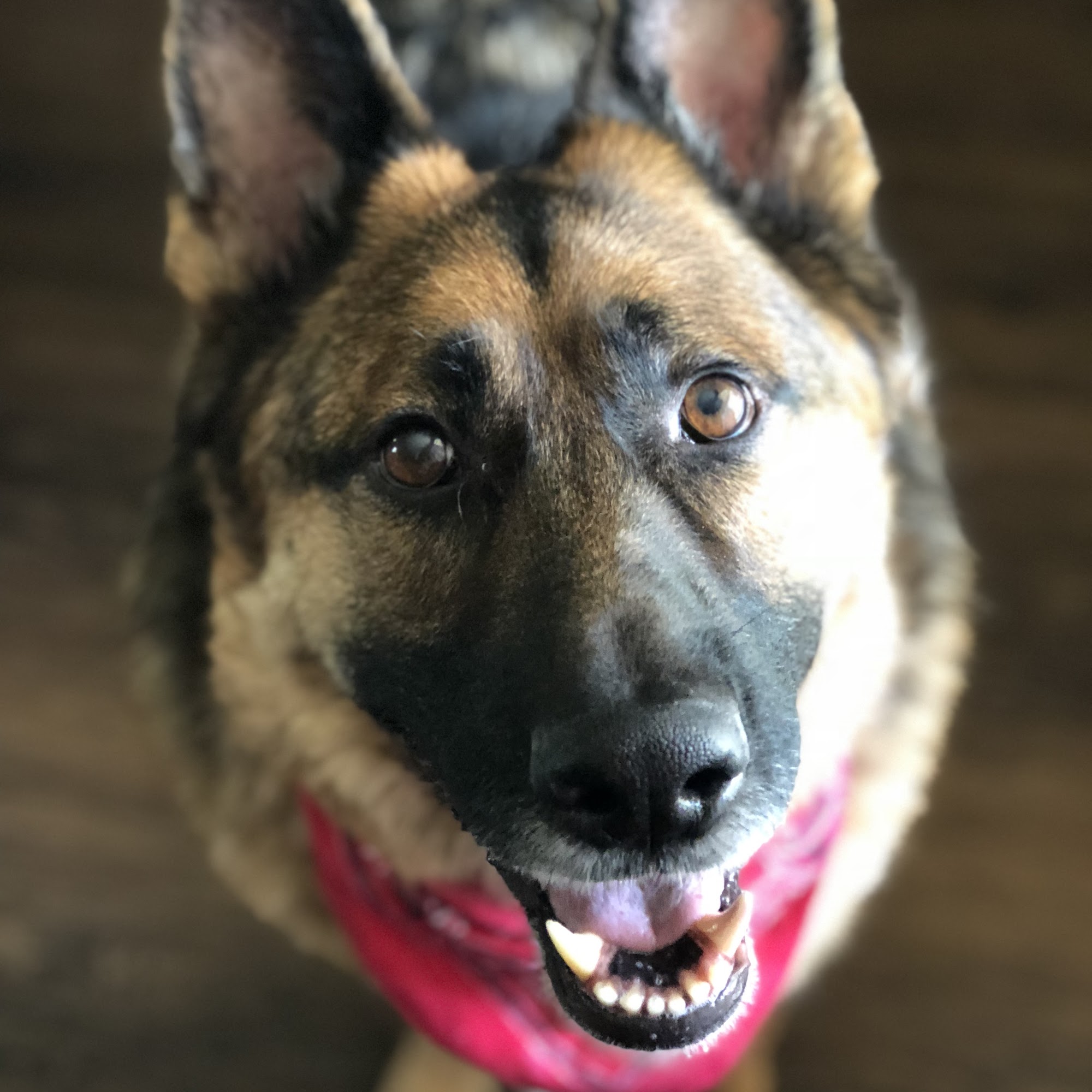 Eatonville Veterinary Clinic Eatonville