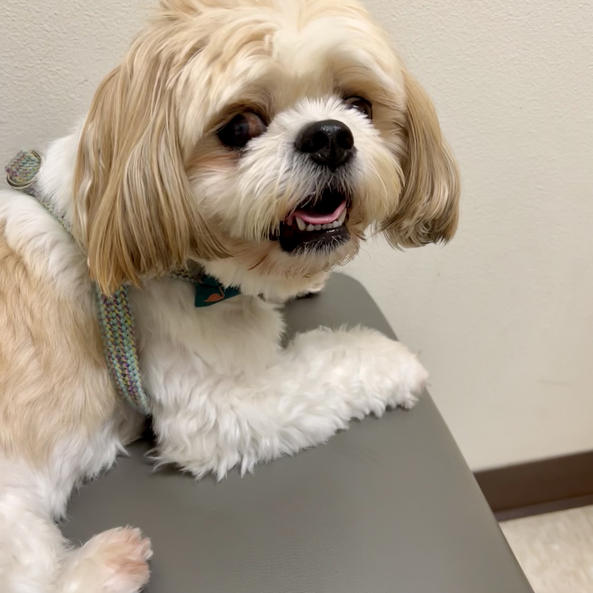 Perrinville Animal Hospital Edmonds