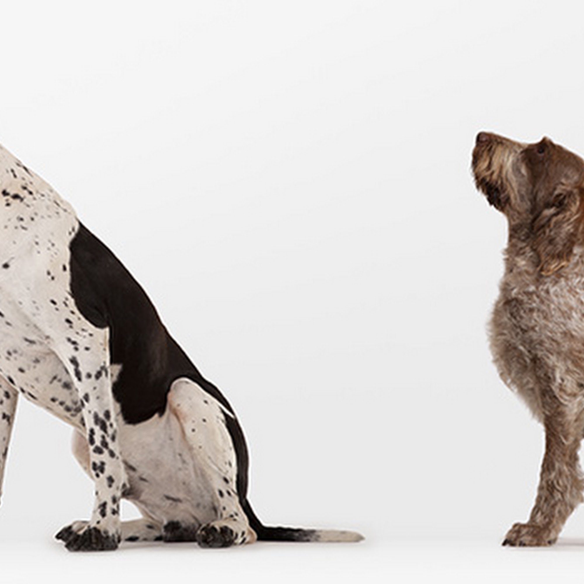 Angel Pet Hospital Edmonds