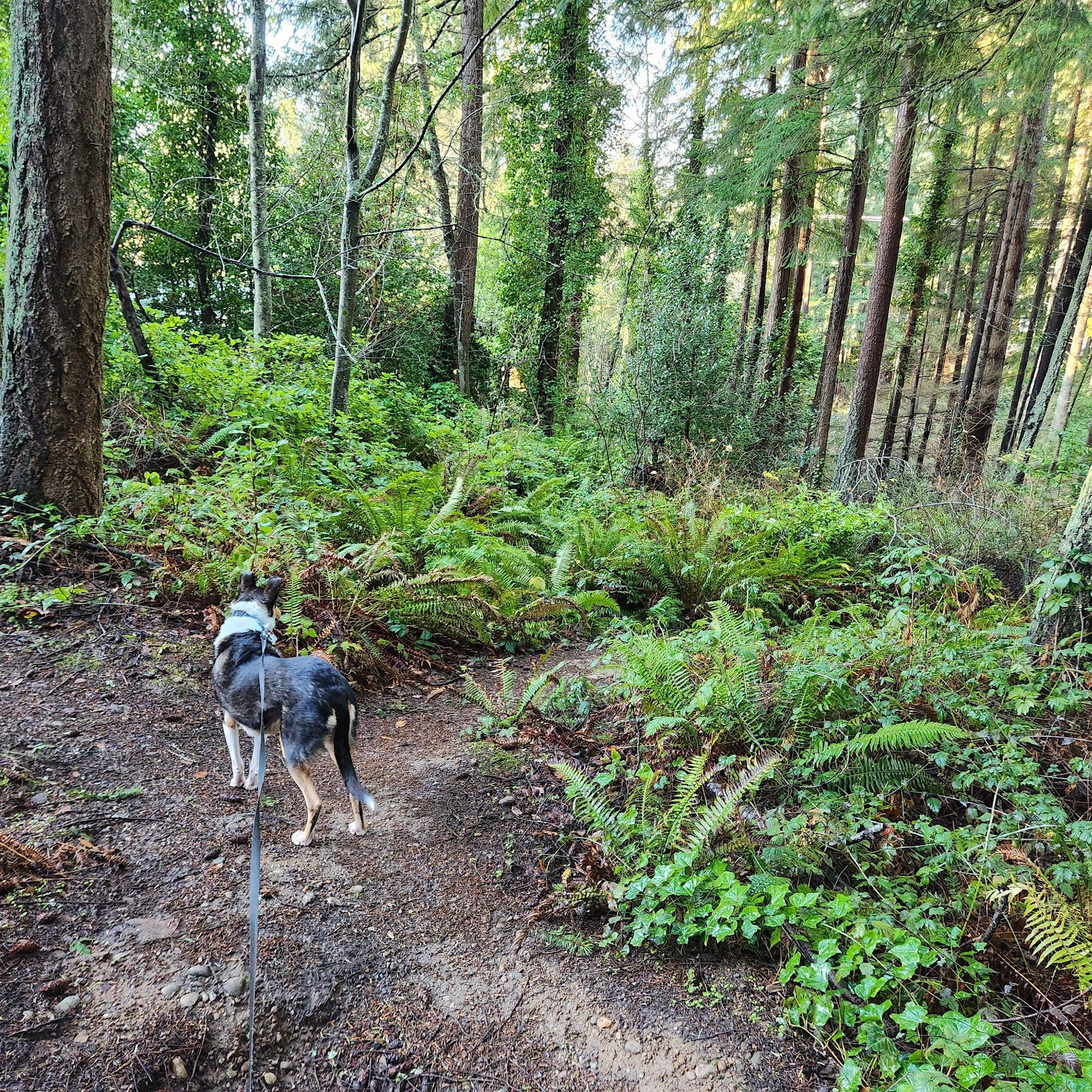 Lynndale Off-leash Dog Area Edmonds