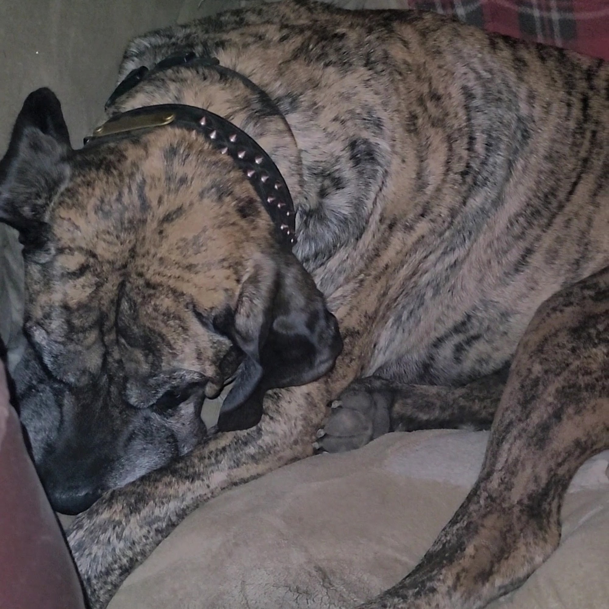 Mt Stuart Animal Hospital Ellensburg