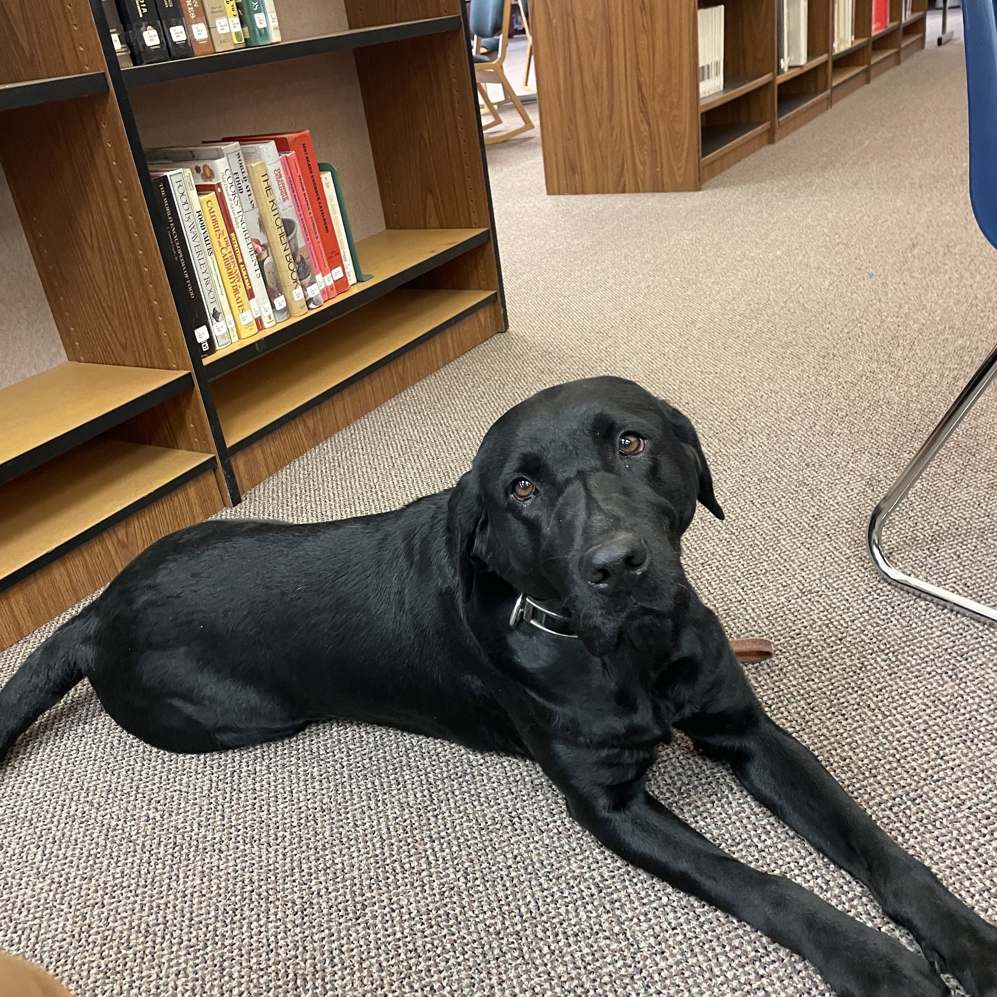 Gungho Dog Training Ellensburg