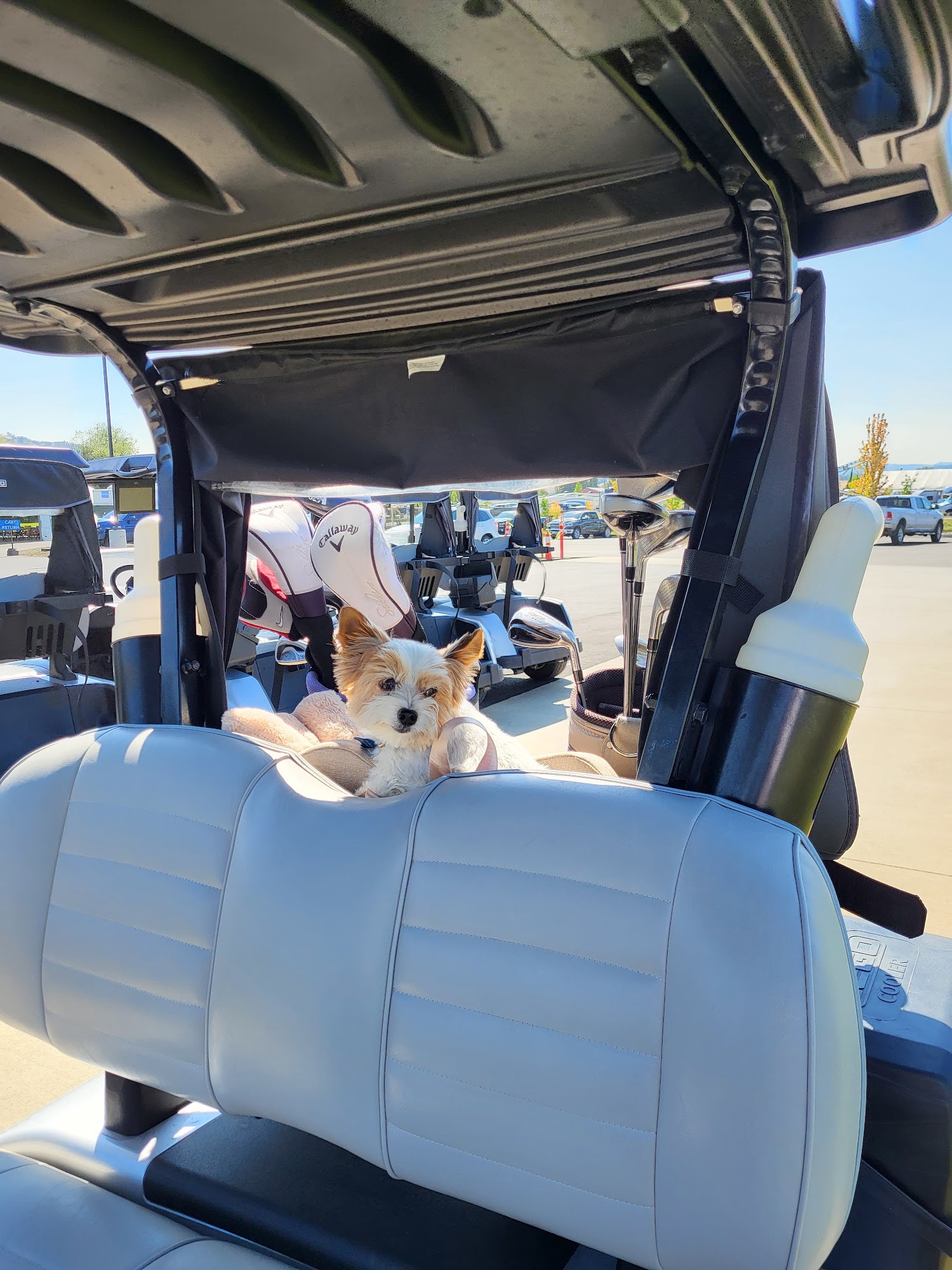 buddy's barkery Ellensburg