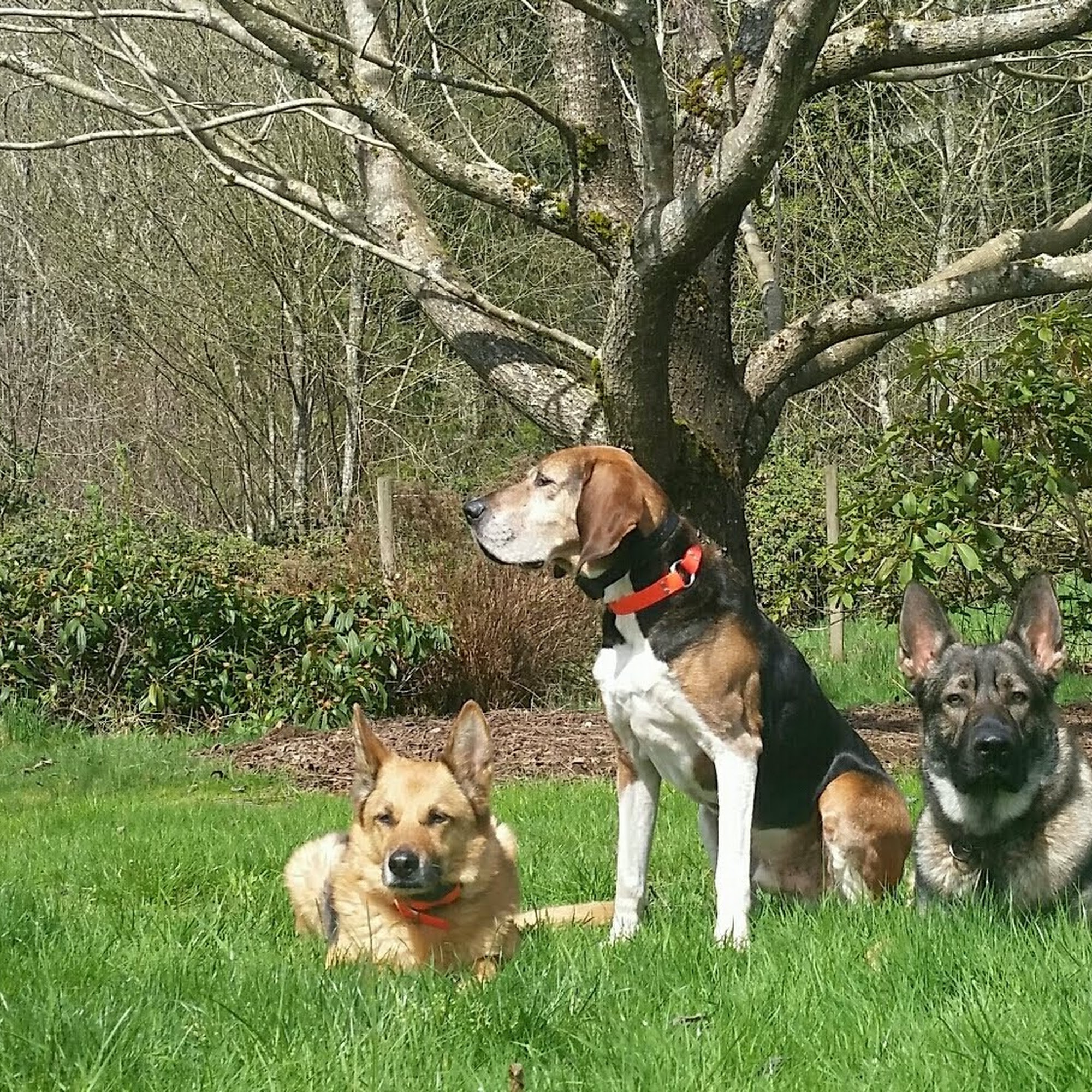 Freedom Acres Kennels Elma