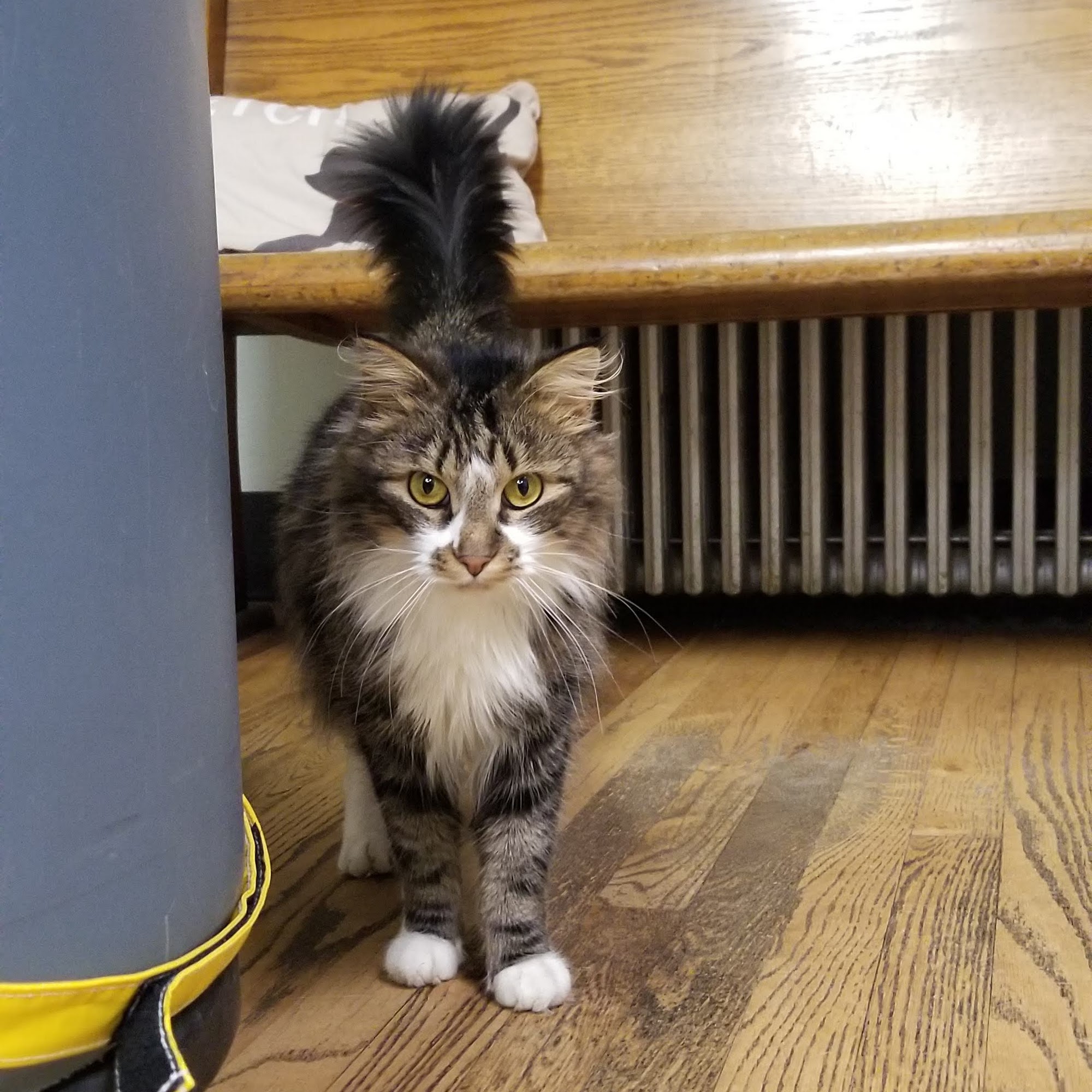 Country Animal Hospital Enumclaw