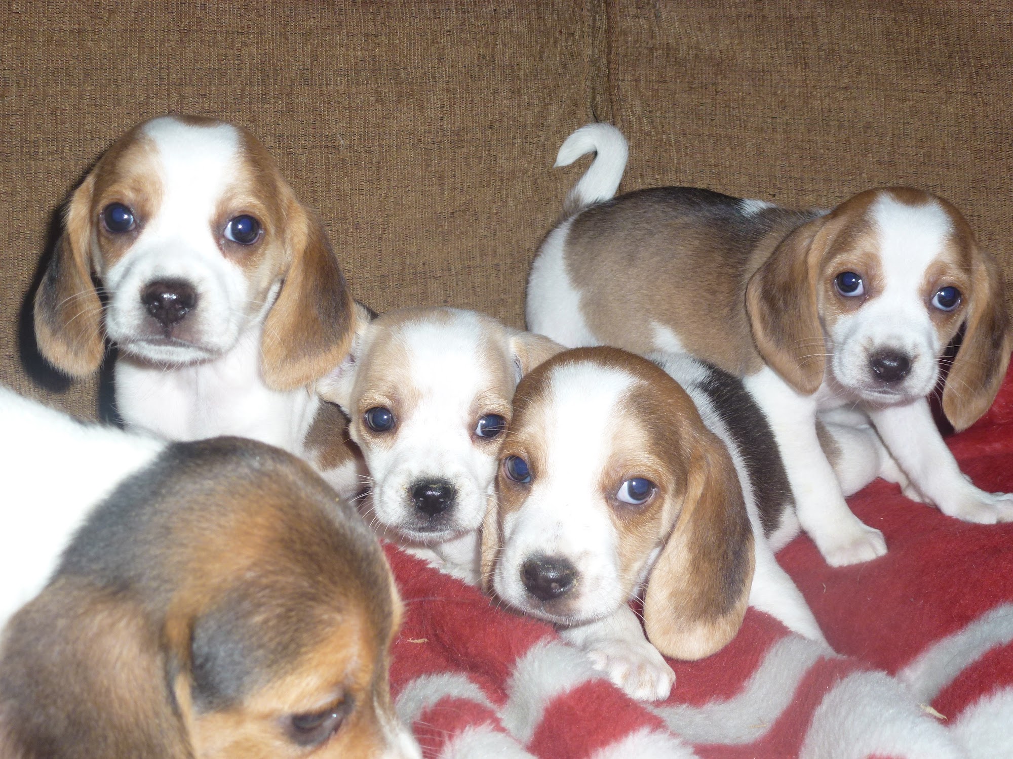 Precious Companions Enumclaw