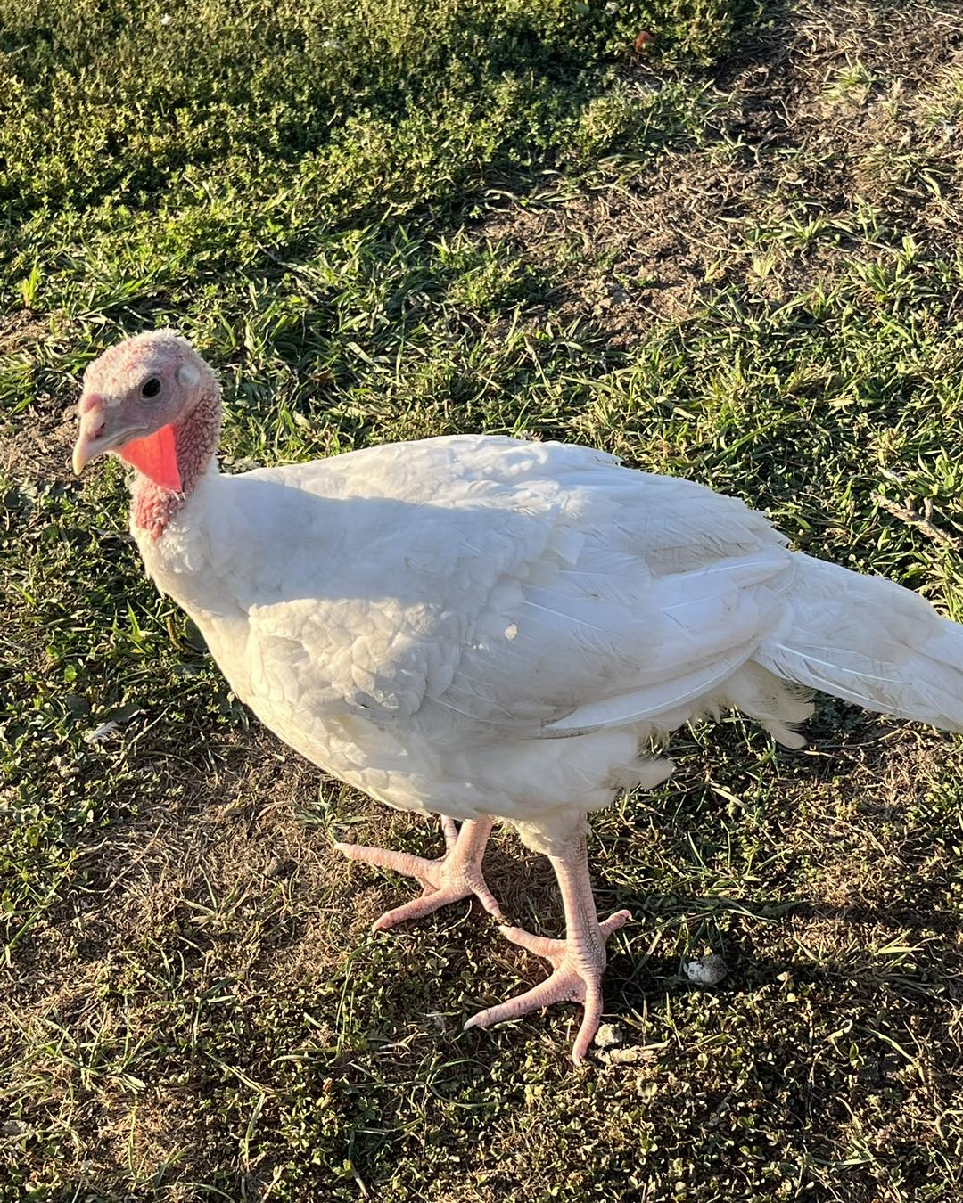 Enumclaw Plateau Farmers' Market Enumclaw