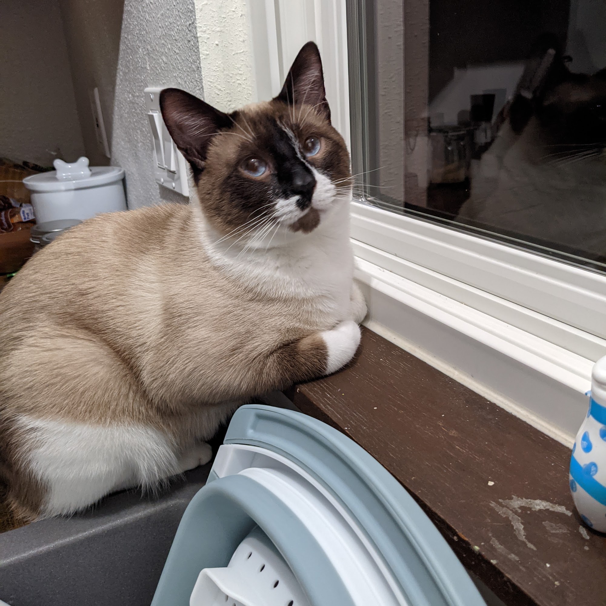 Animal Surgery & Vaccinating Clinic Everett