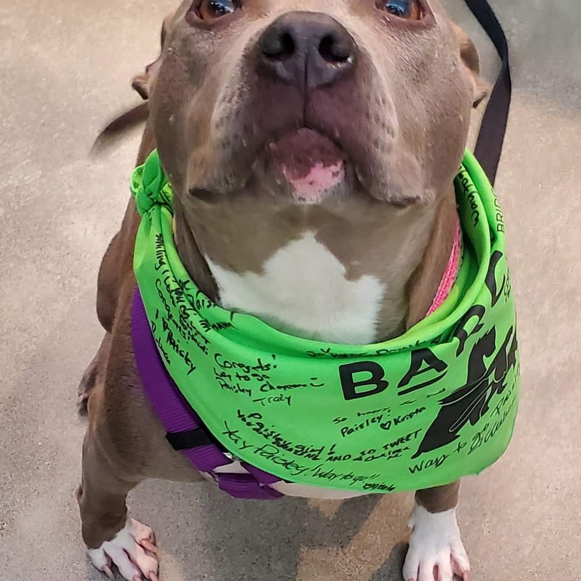 Intercity Veterinary Hospital Everett