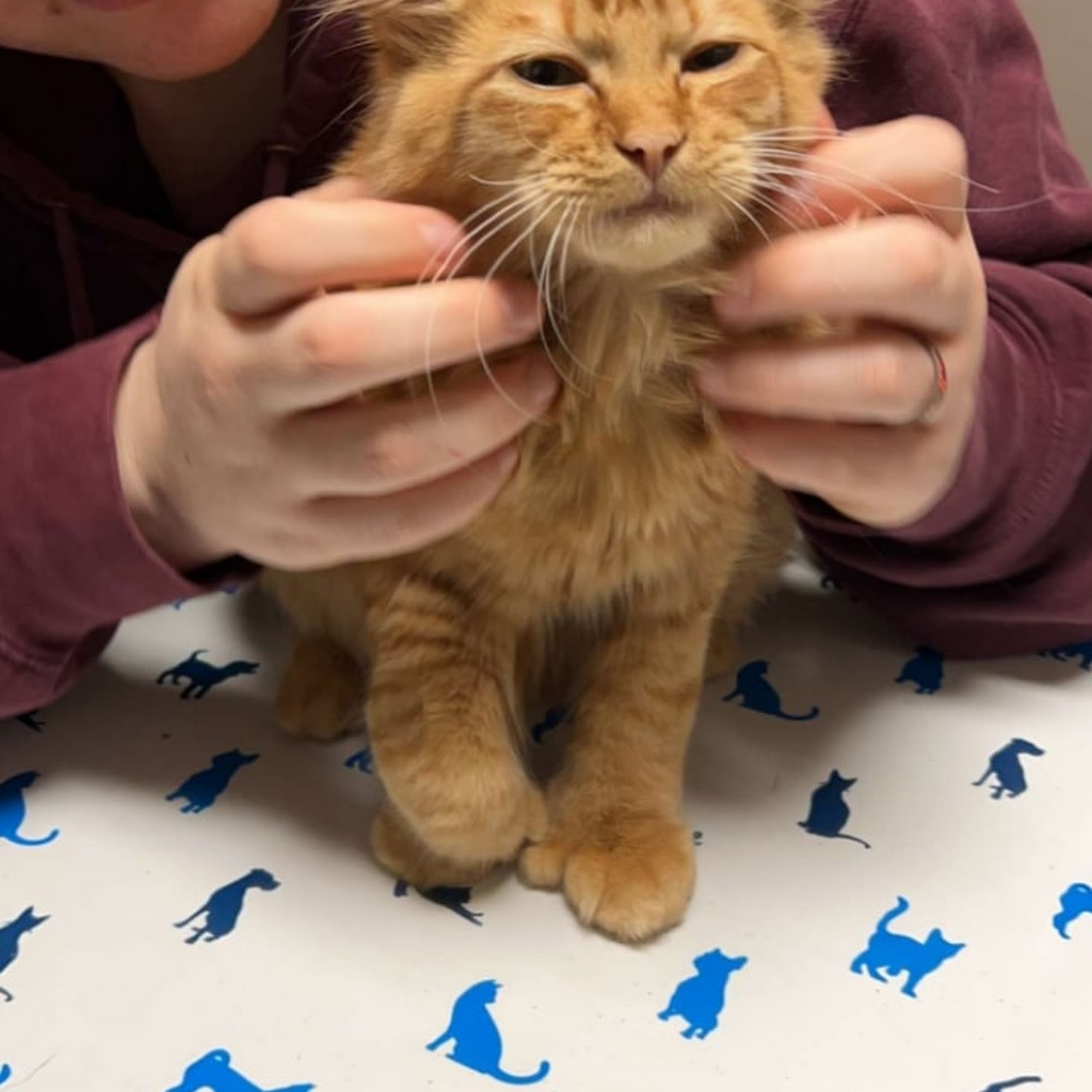 Animal Hospital at Murphy's Corner Everett