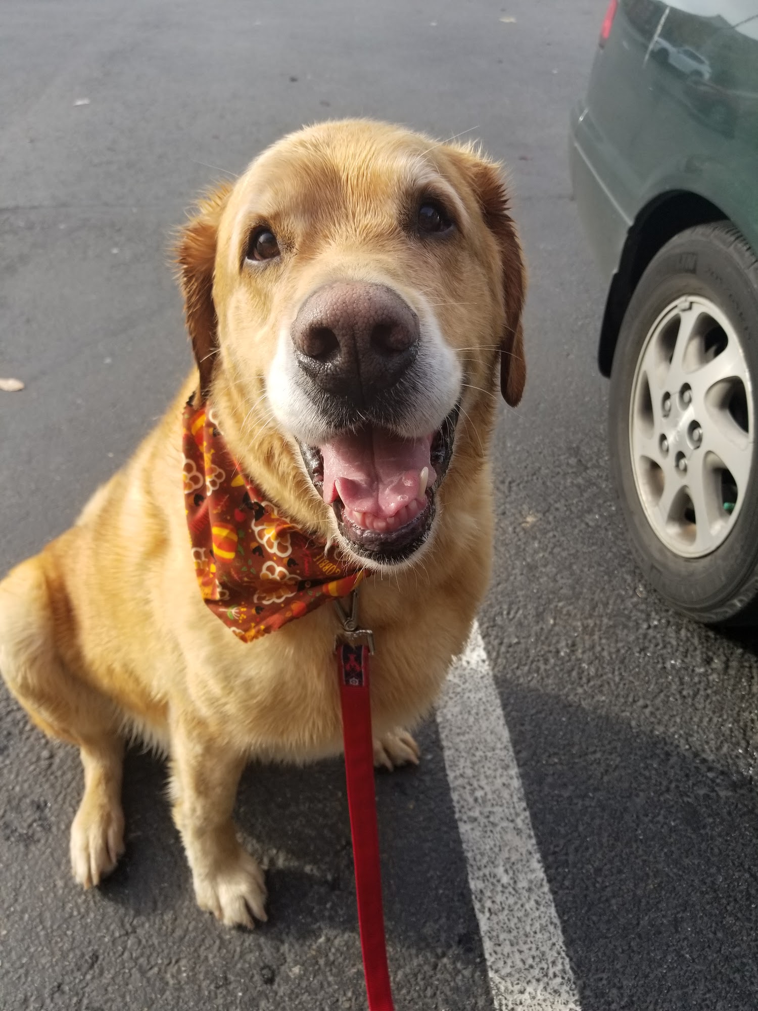 Dog Day2 Grooming Selfwash Everett