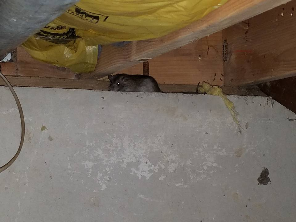 ProTech Pest Control & Insulation