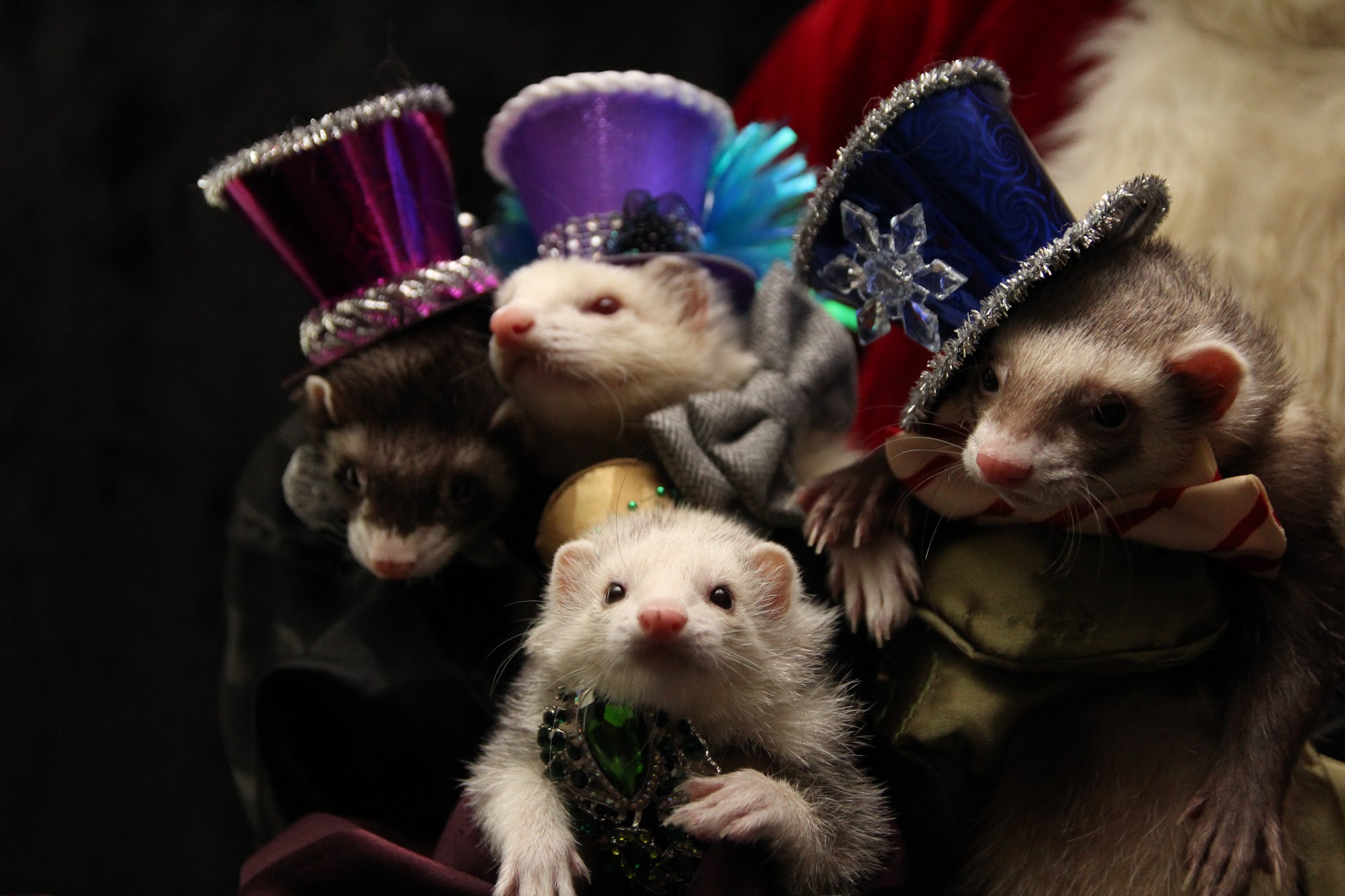 Washington Ferret Rescue and Shelter Everett