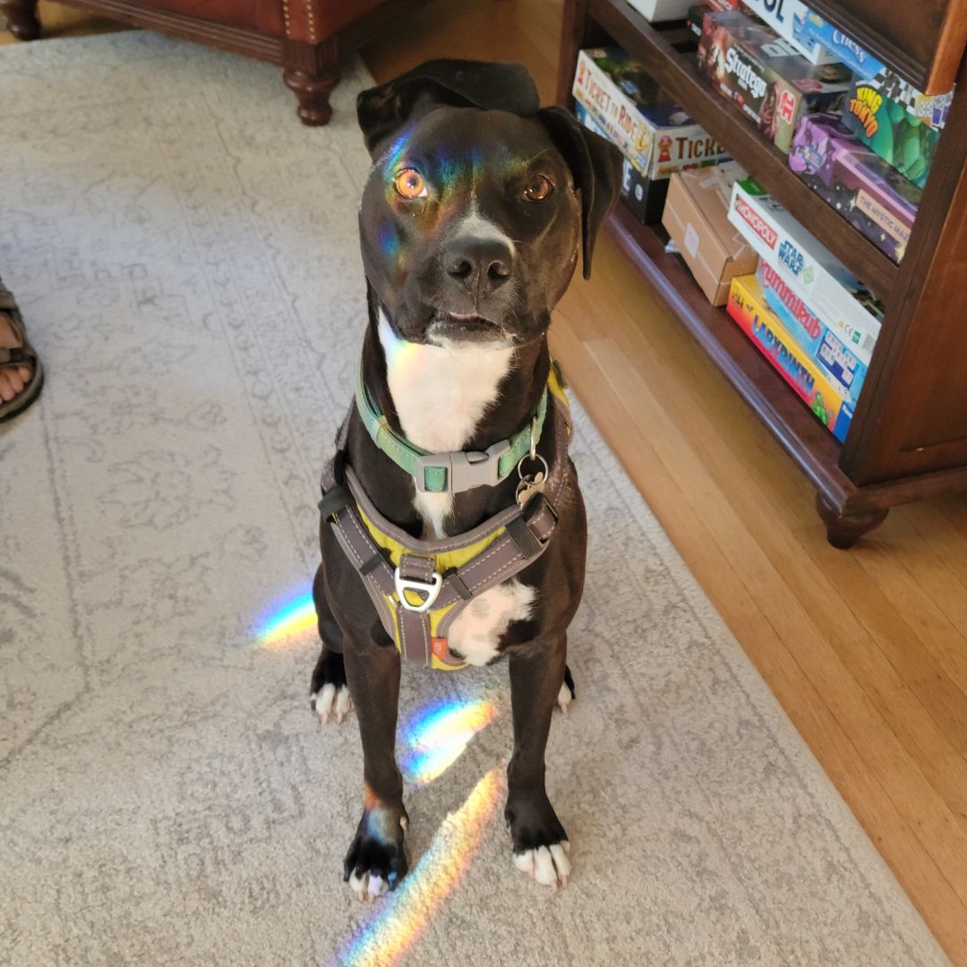 Pet Coach to the Rescue Everett