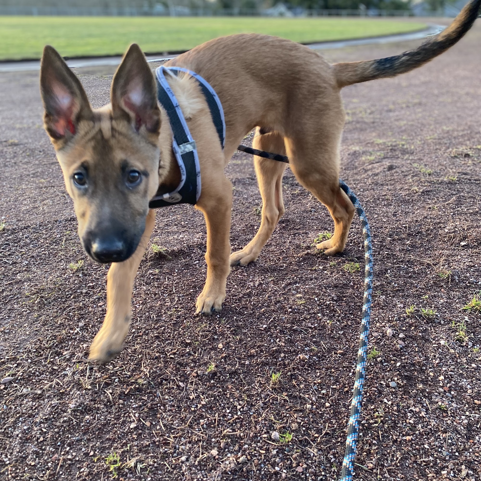 Everett Pet Nutrition Everett