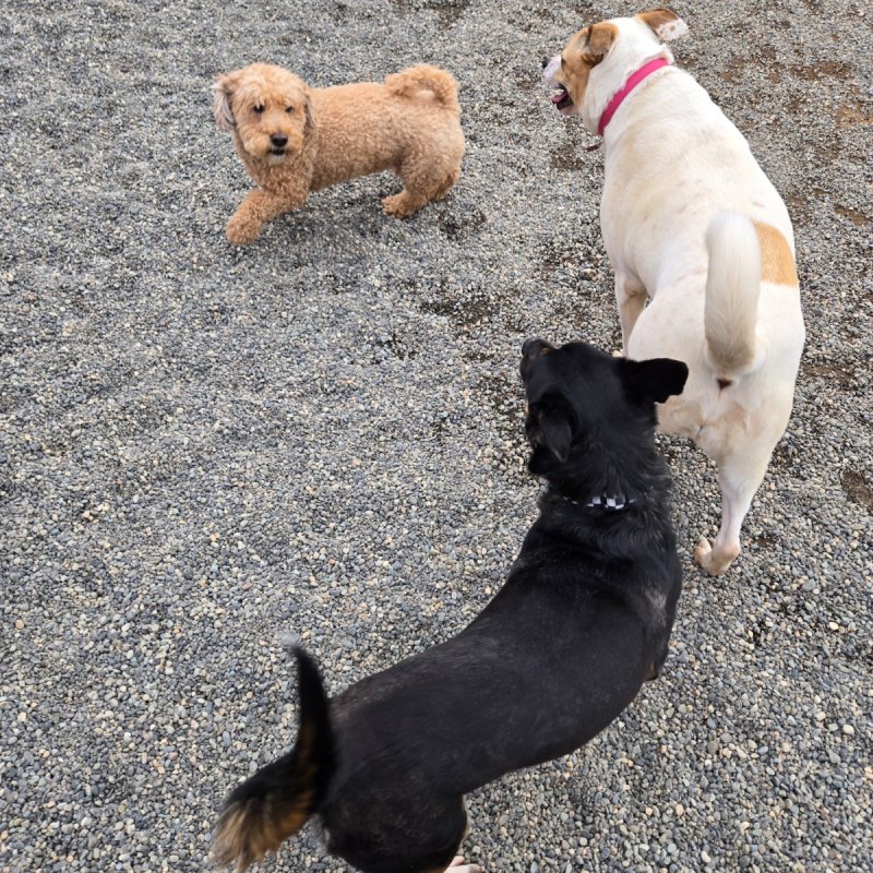 Hyline Hotel for Dogs Everson