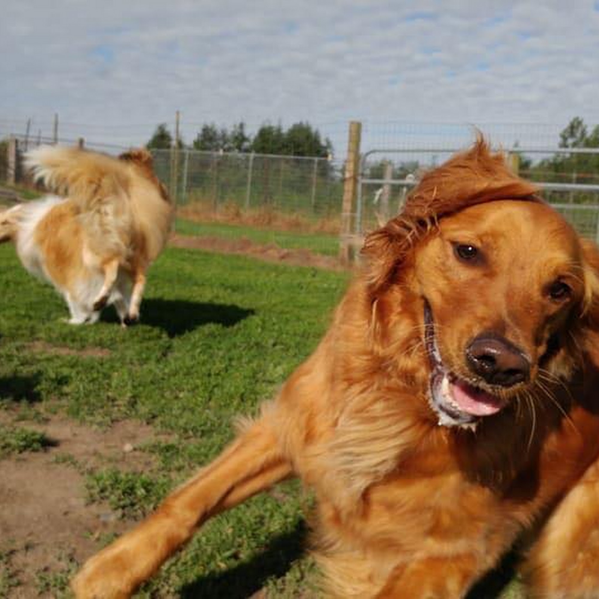 Hyline Hotel for Dogs Everson