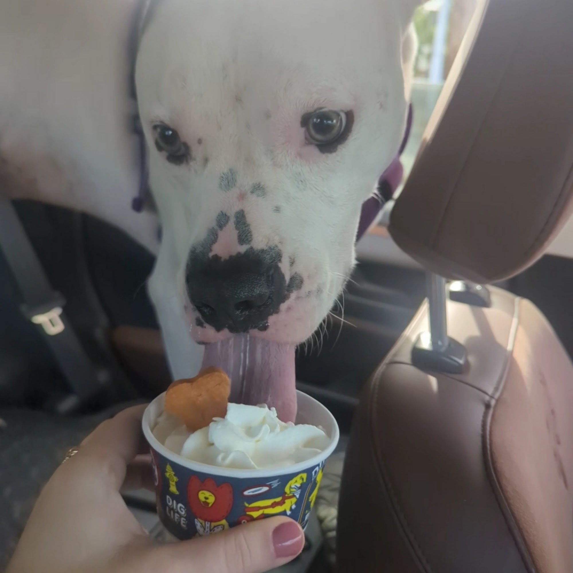 Dutch Bros Coffee Federal Way