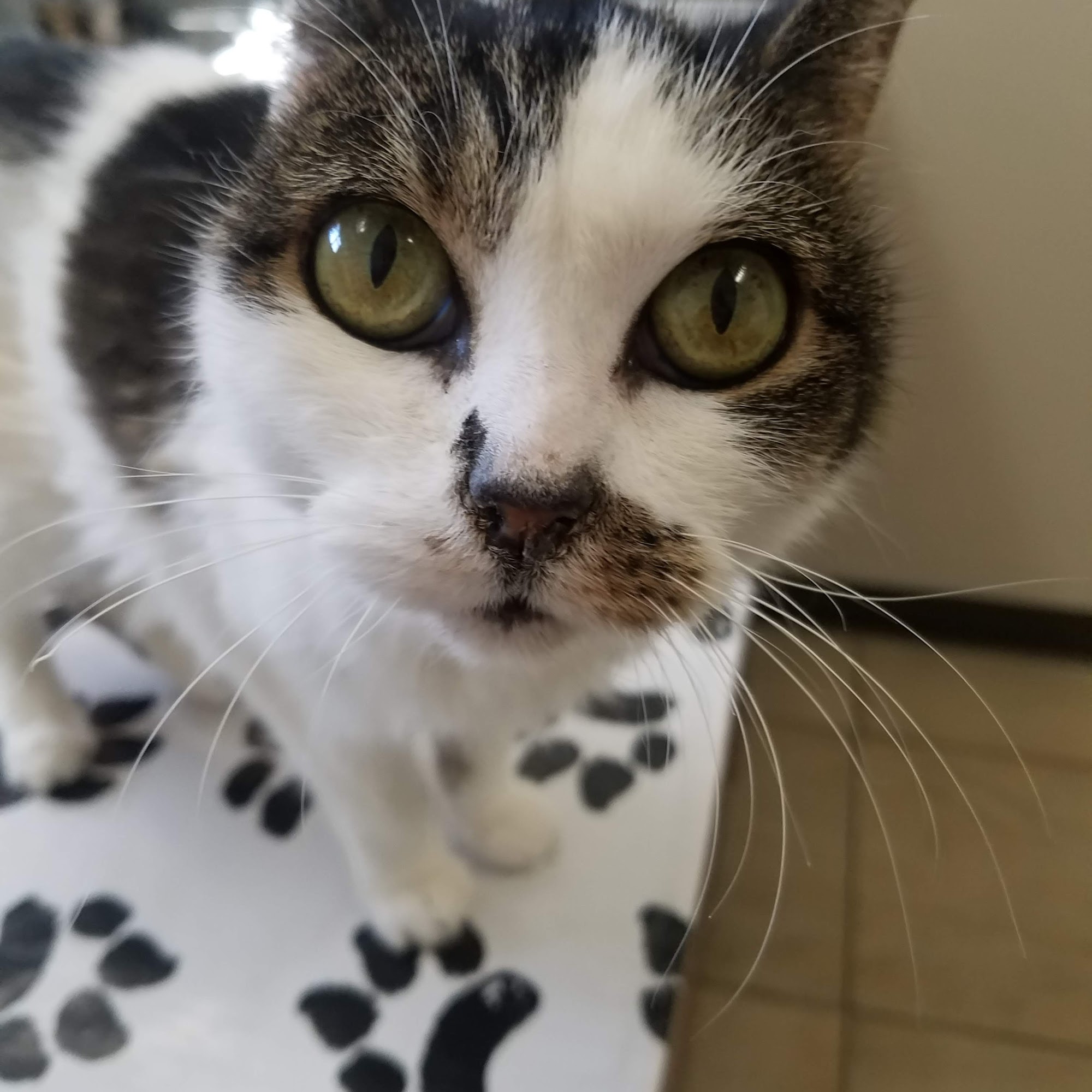 Twin Lakes Veterinary Hospital Federal Way