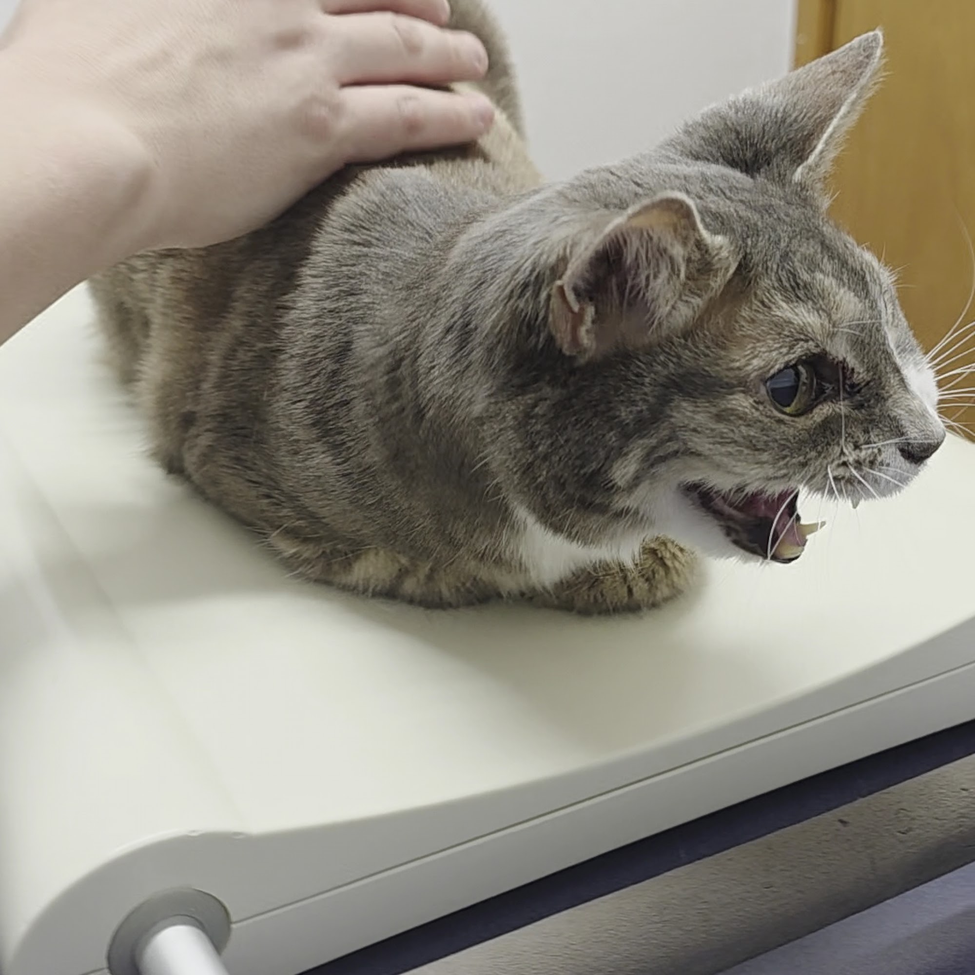 The Cat Doctor Federal Way