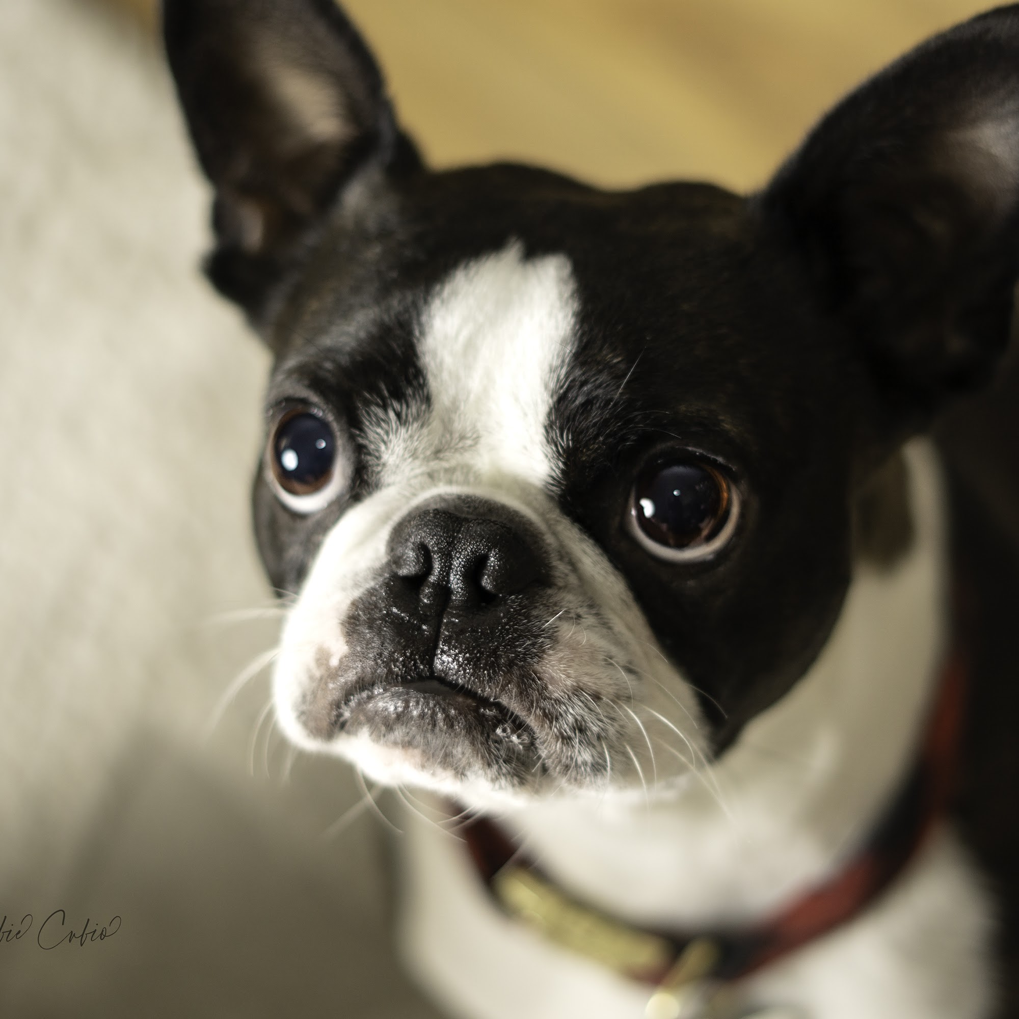 Sacajawea Veterinary Hospital Federal Way