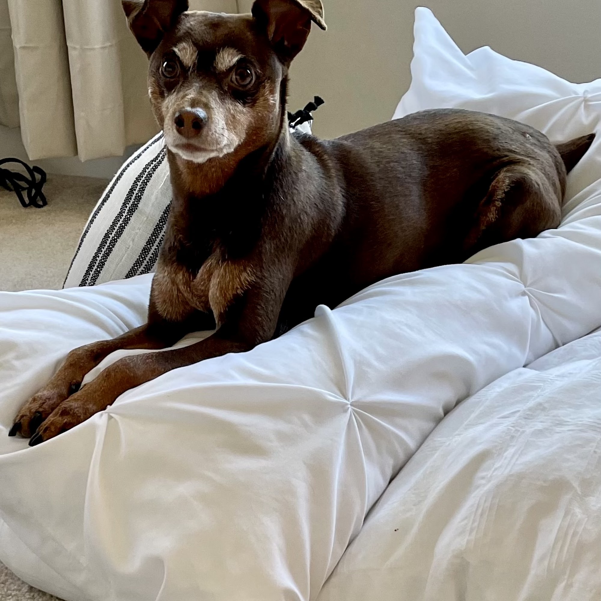 Cascade Veterinary Hospital Federal Way