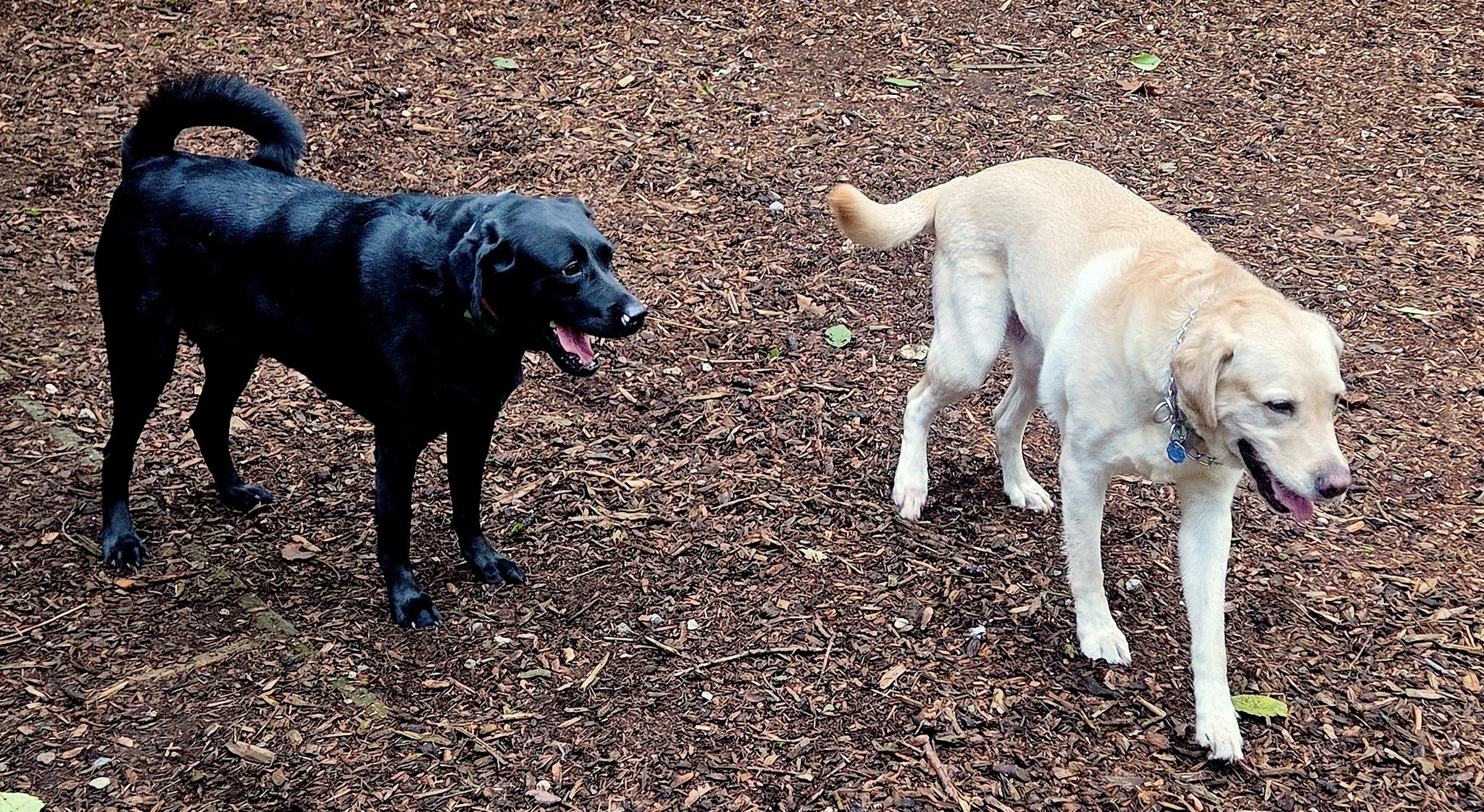 Pioneer K-9 Kennels Federal Way