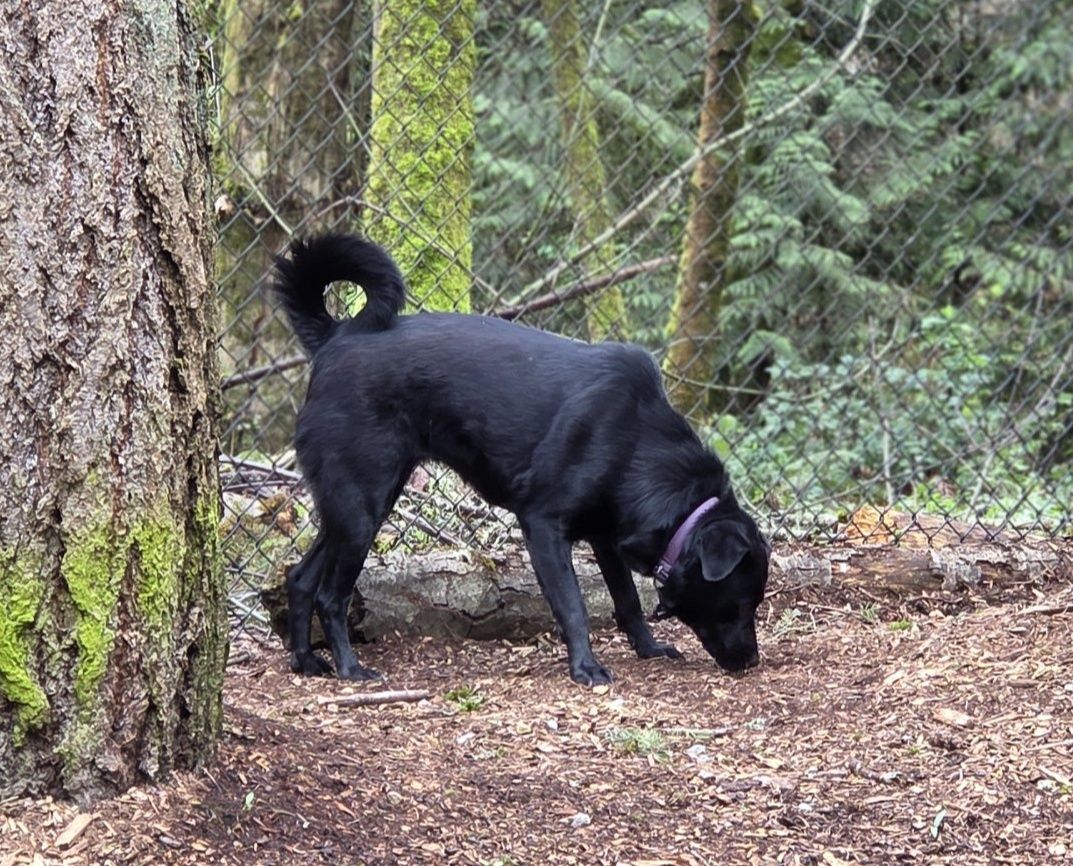 Pioneer K-9 Kennels Federal Way
