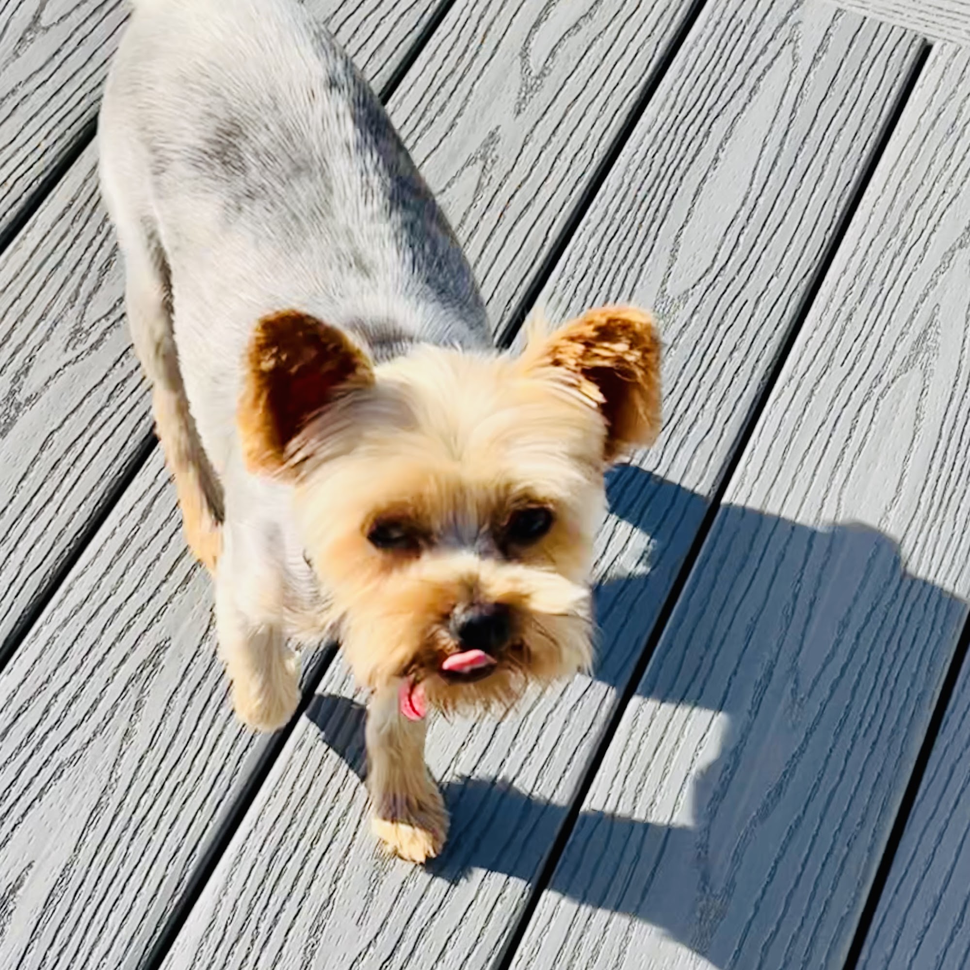 Petco Grooming Federal Way