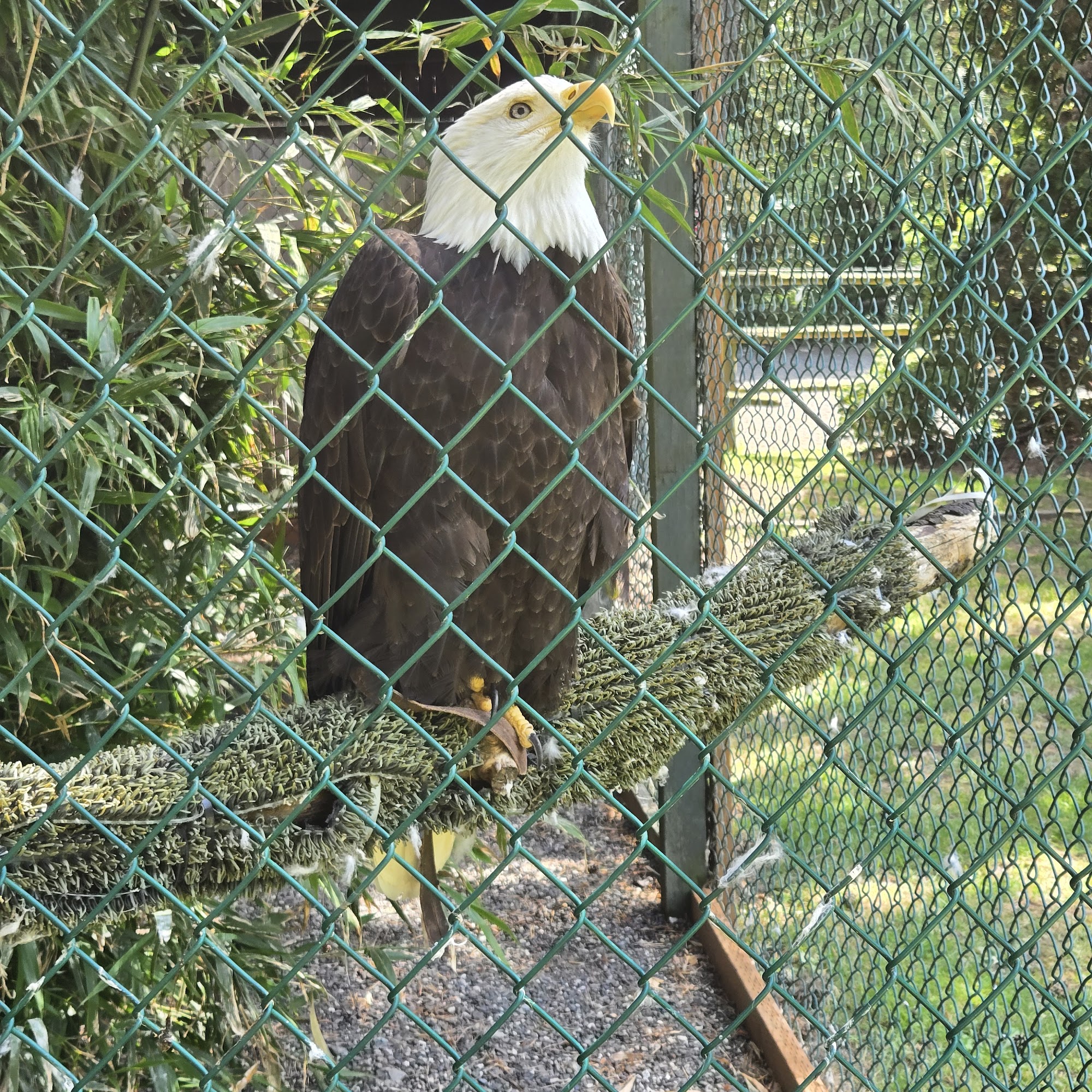 Sardis Raptor Center Ferndale