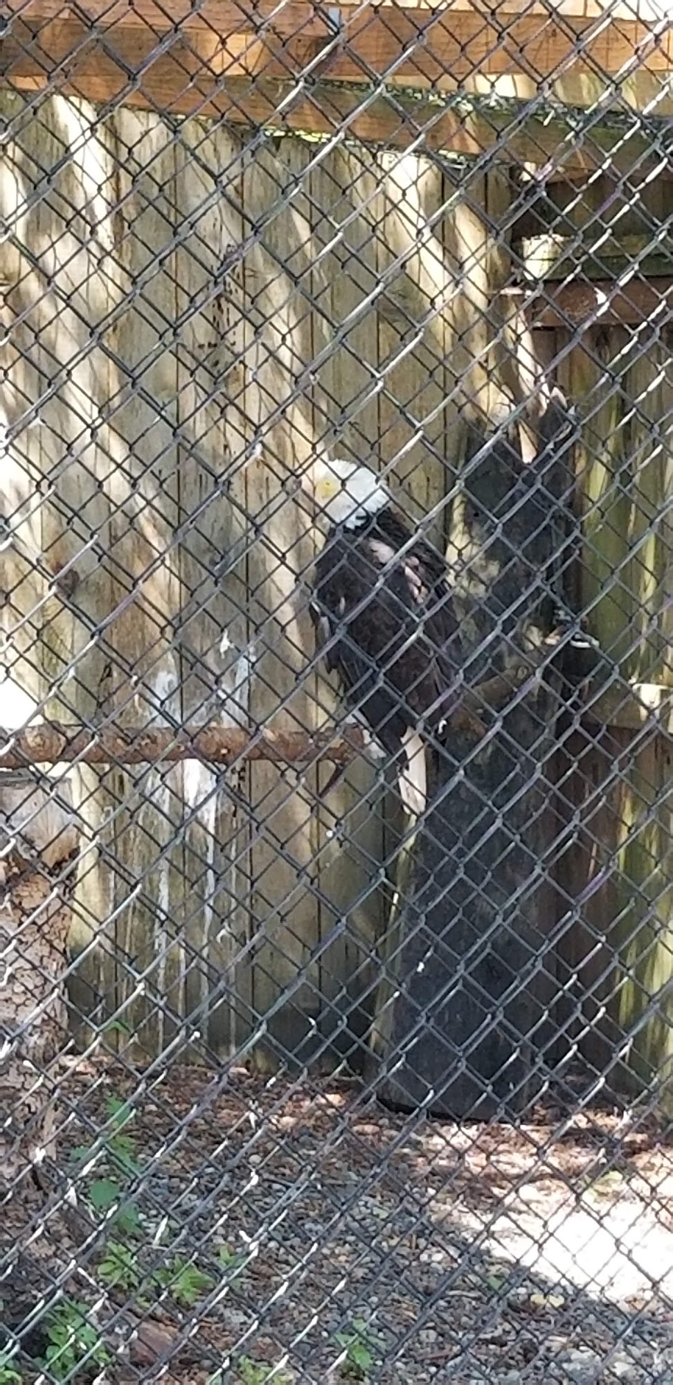Sardis Raptor Center Ferndale