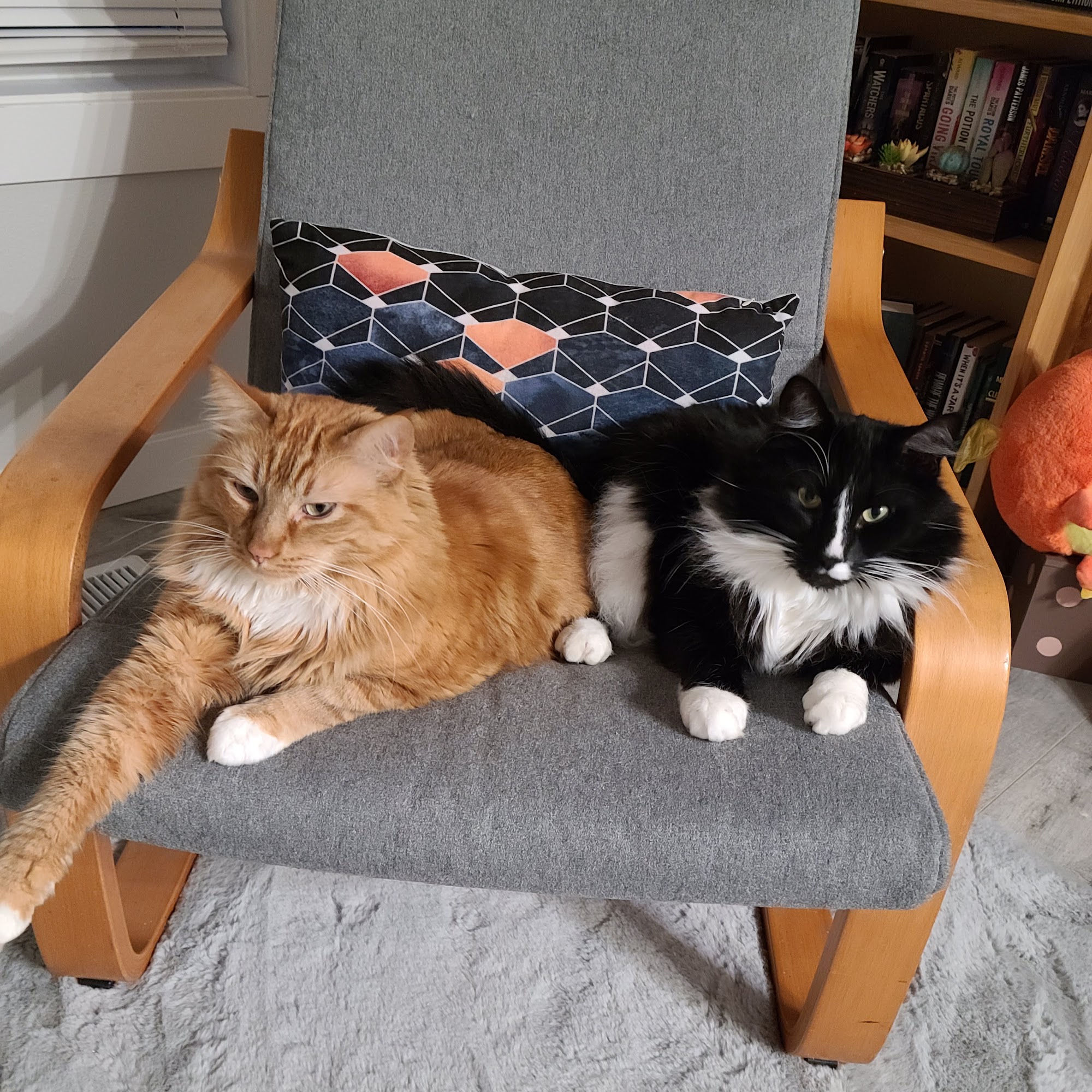 Tacoma Cat Hospital Fircrest