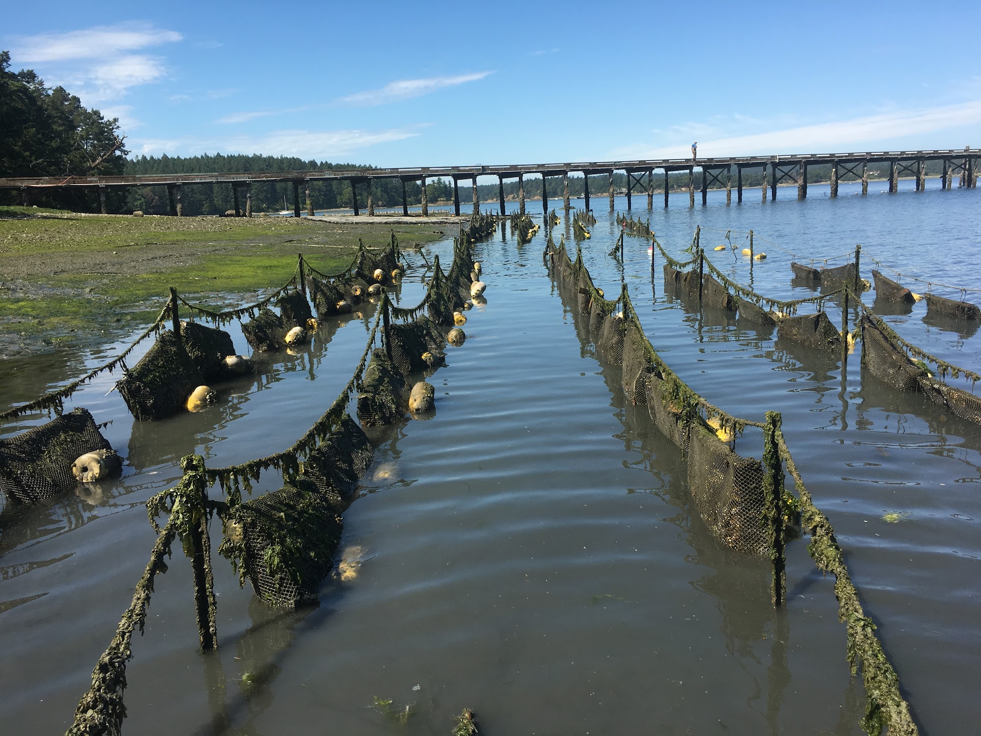 Westcott Bay Shellfish Co. Friday Harbor
