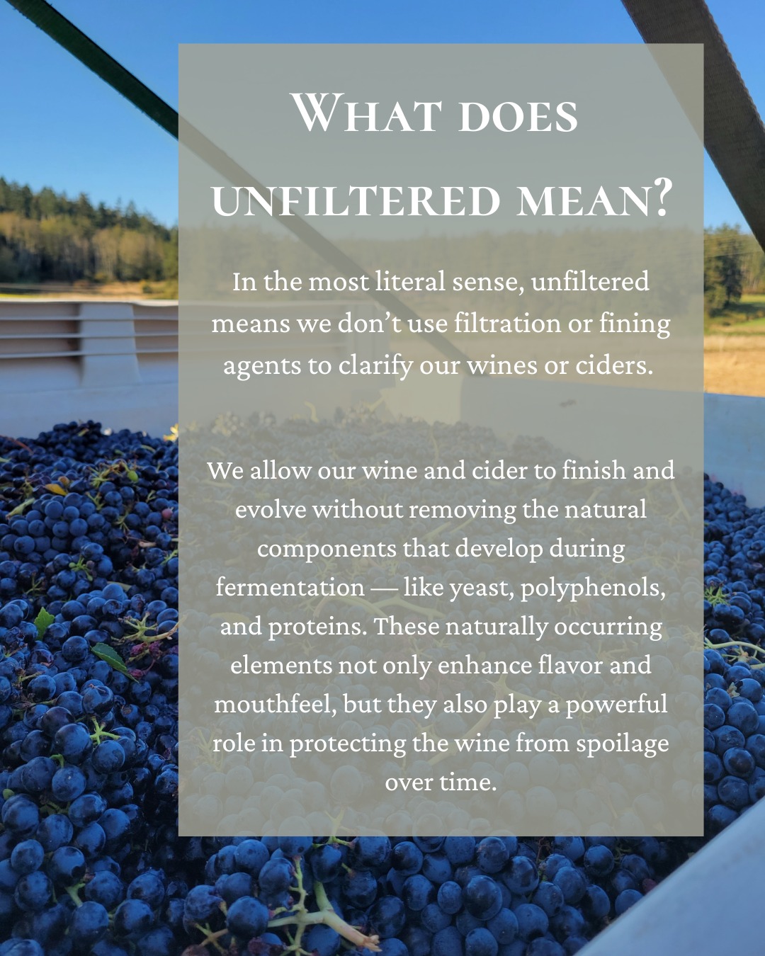 Madrone Wine & Cider Bar Friday Harbor