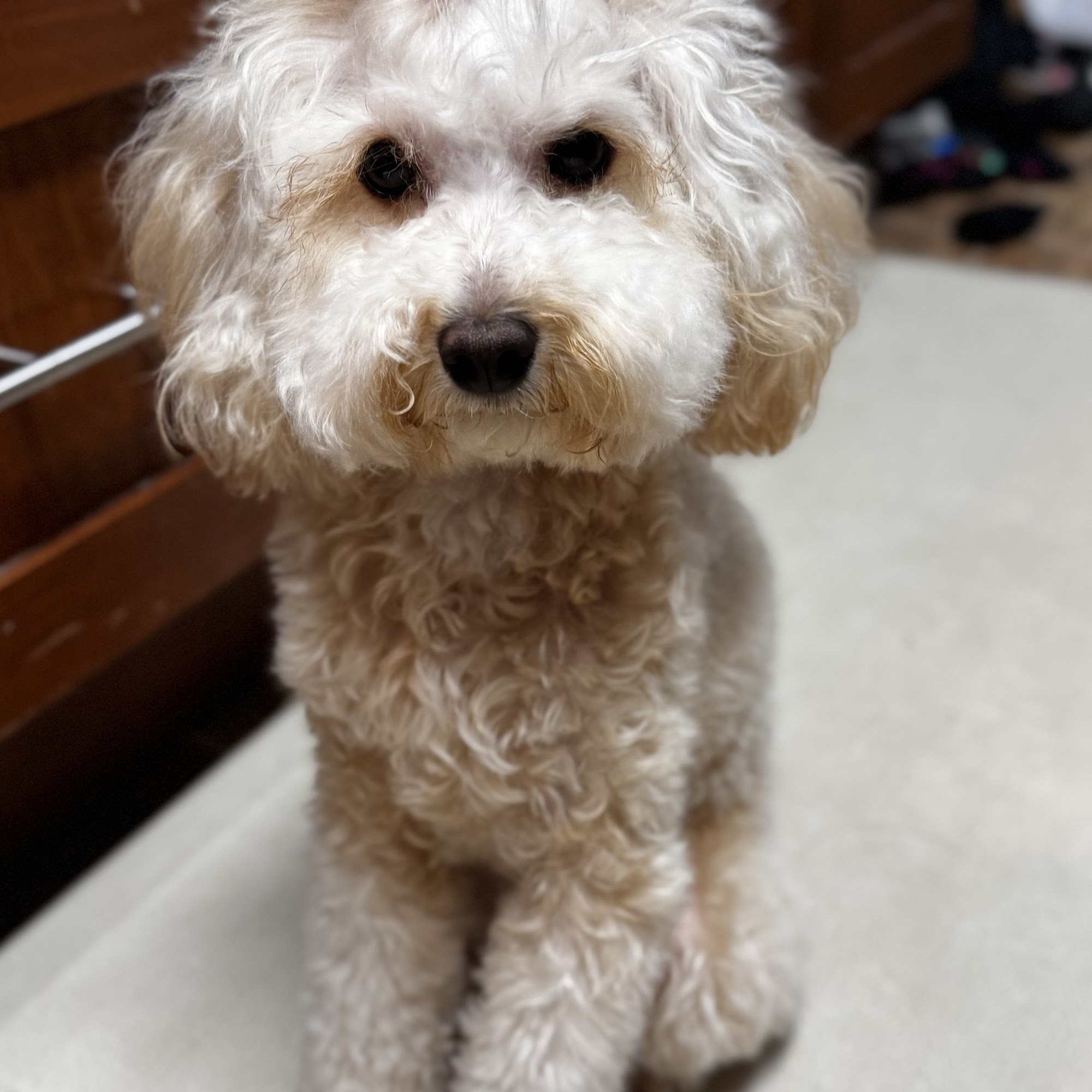 Prison Pet Partnership Program Gig Harbor