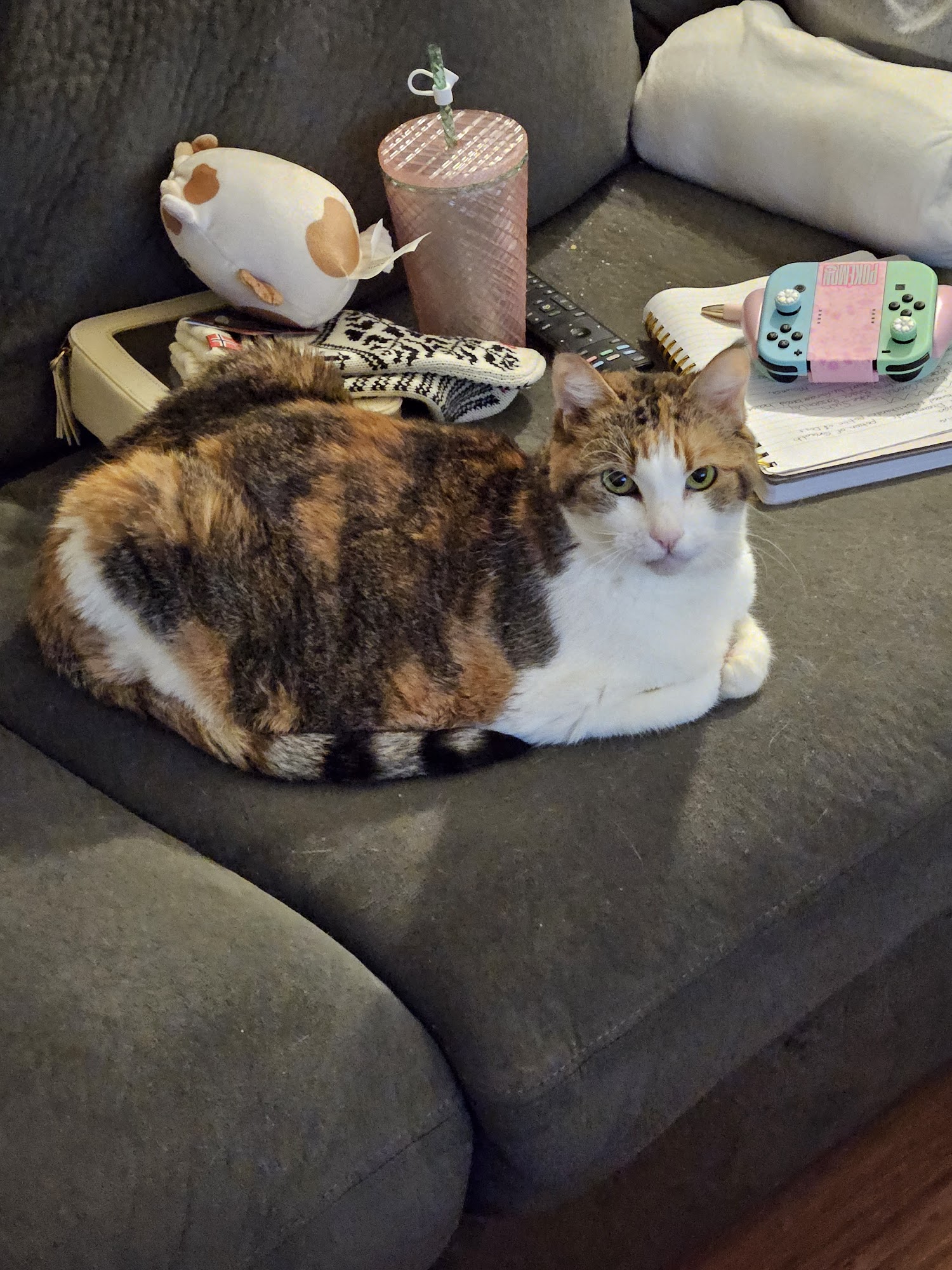 Uptown Animal Hospital & Urgent Care Gig Harbor