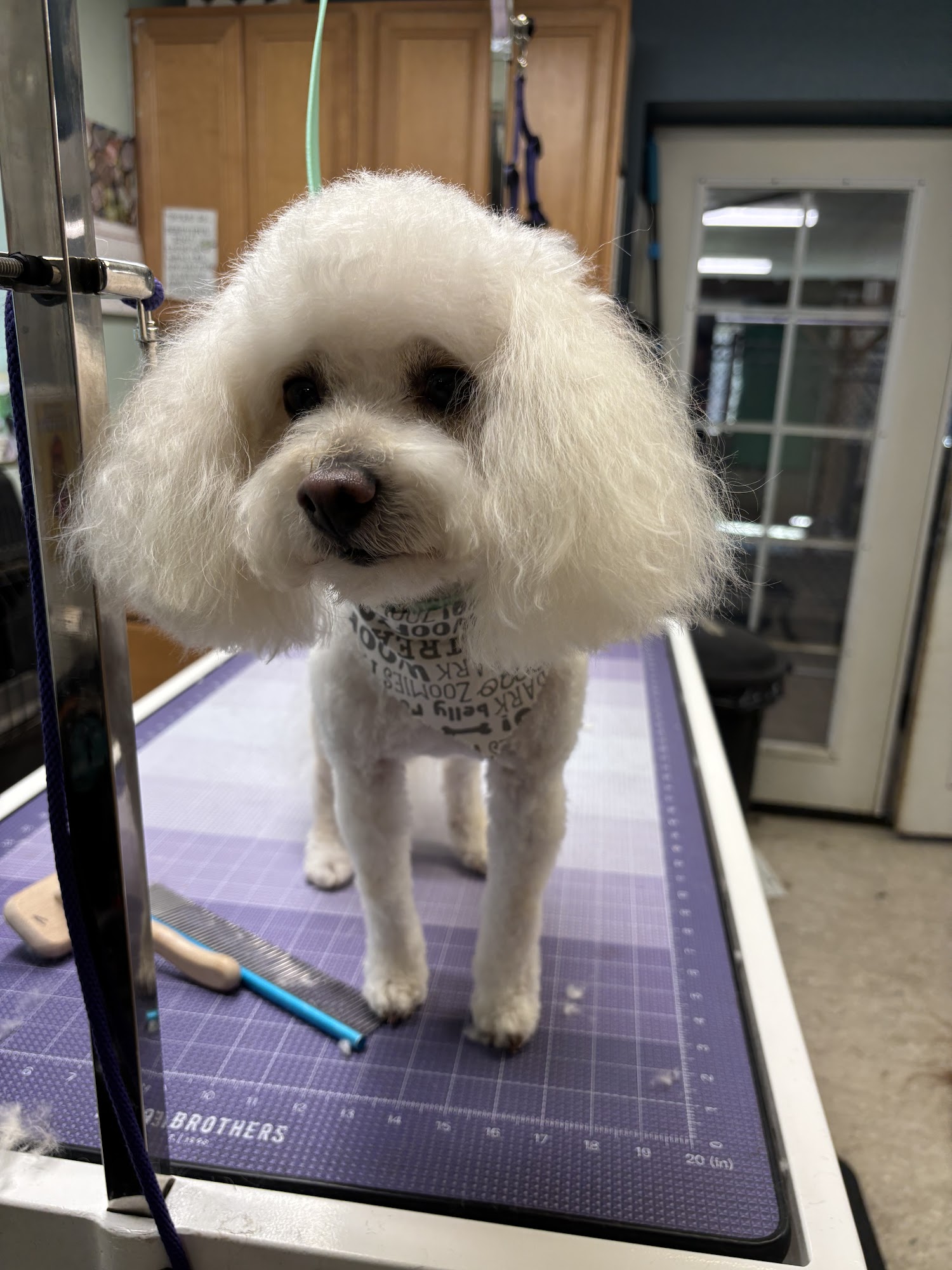 Howllywood Pet Grooming & Boarding Gig Harbor