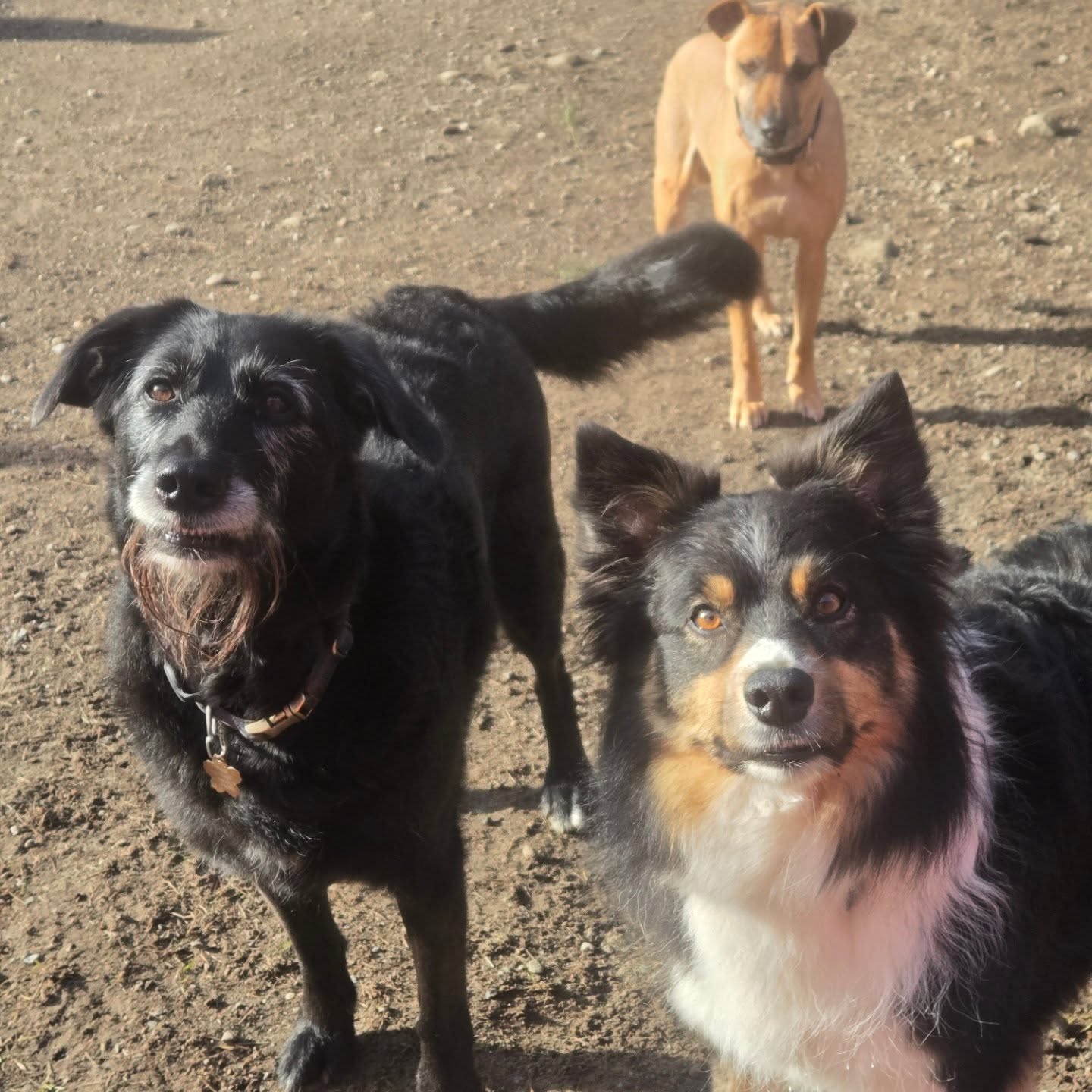 Howllywood Pet Grooming & Boarding Gig Harbor