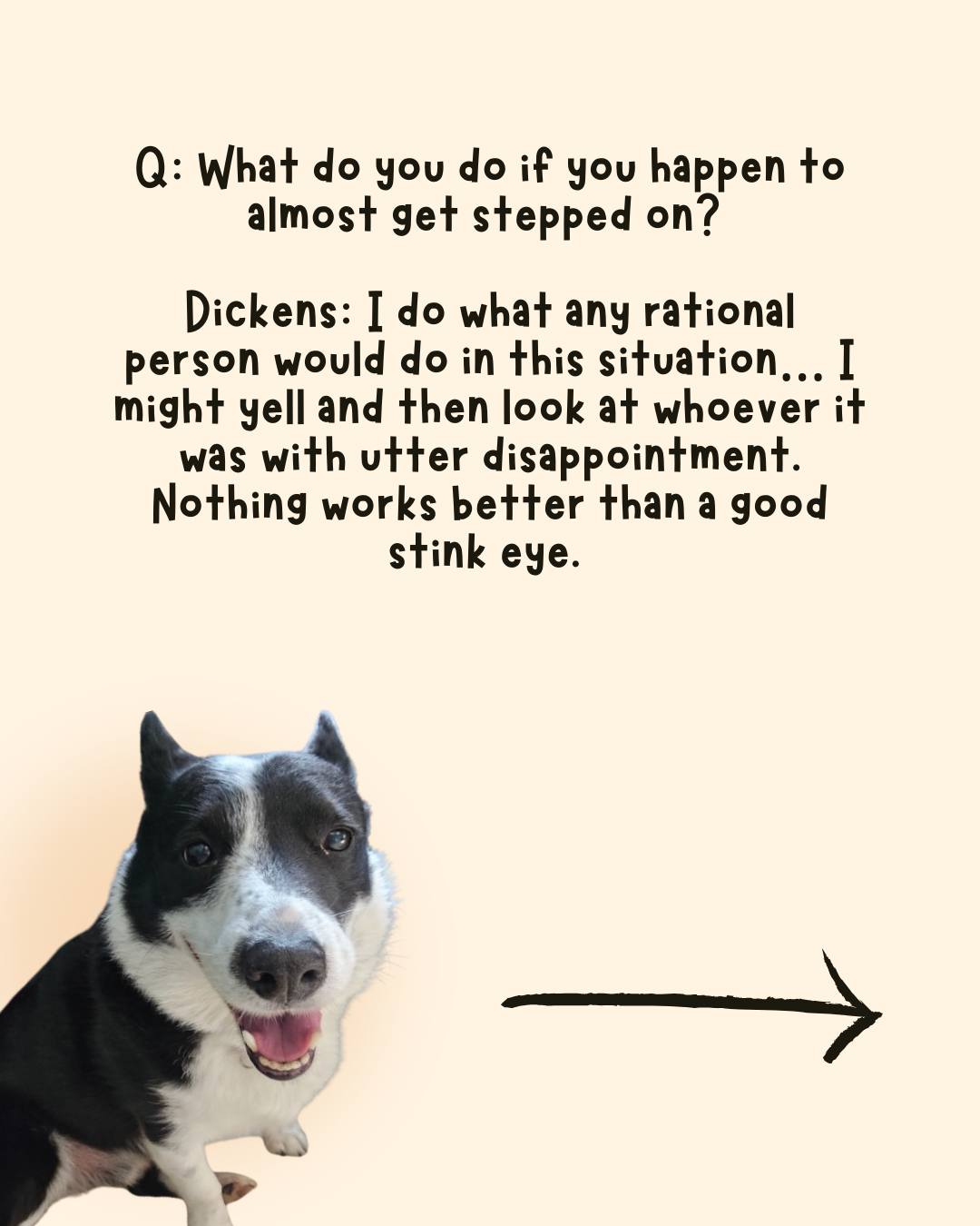 Our Best Friend Doggie Daycare and Boutique, LLC Gig Harbor