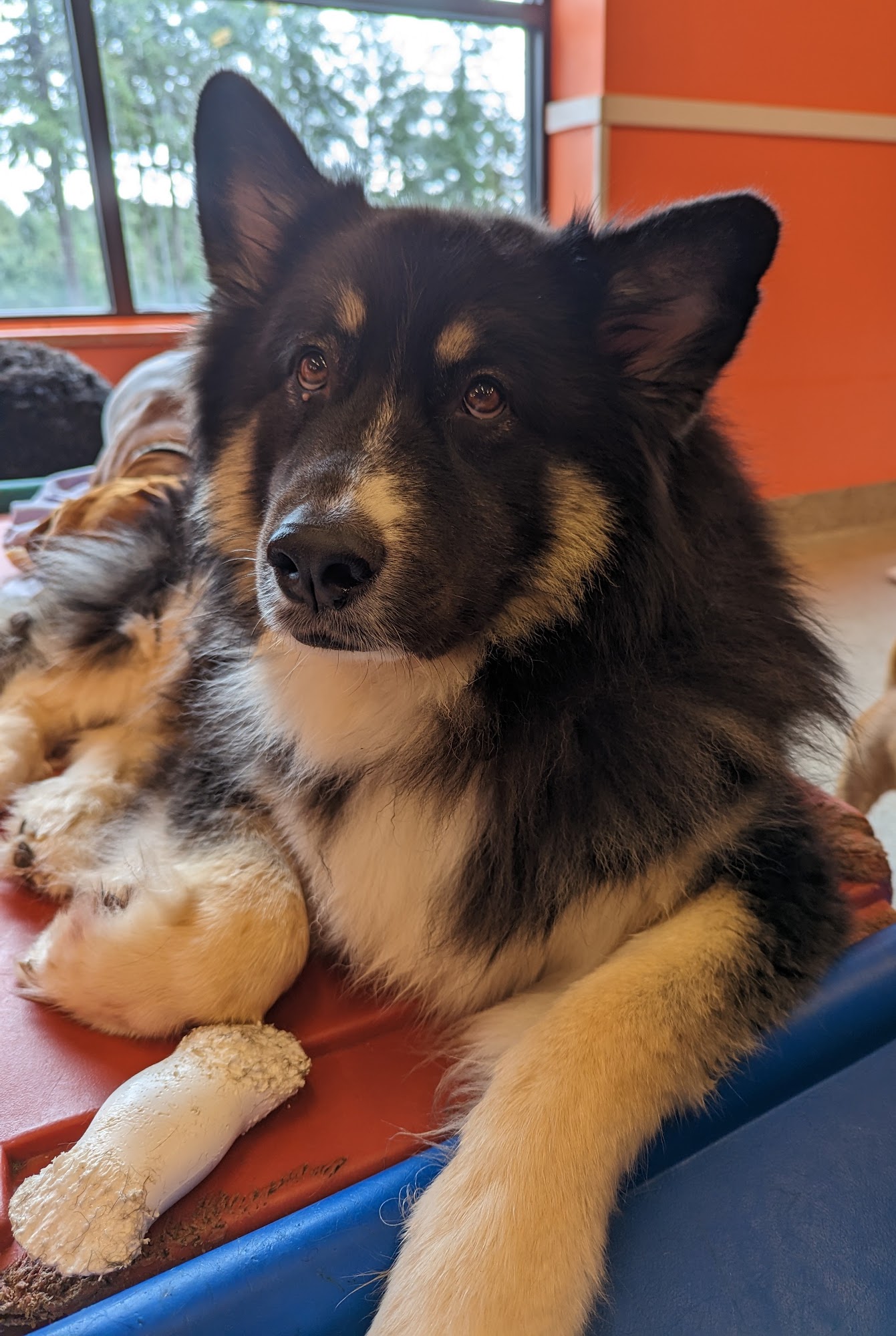 Our Best Friend Doggie Daycare and Boutique, LLC Gig Harbor