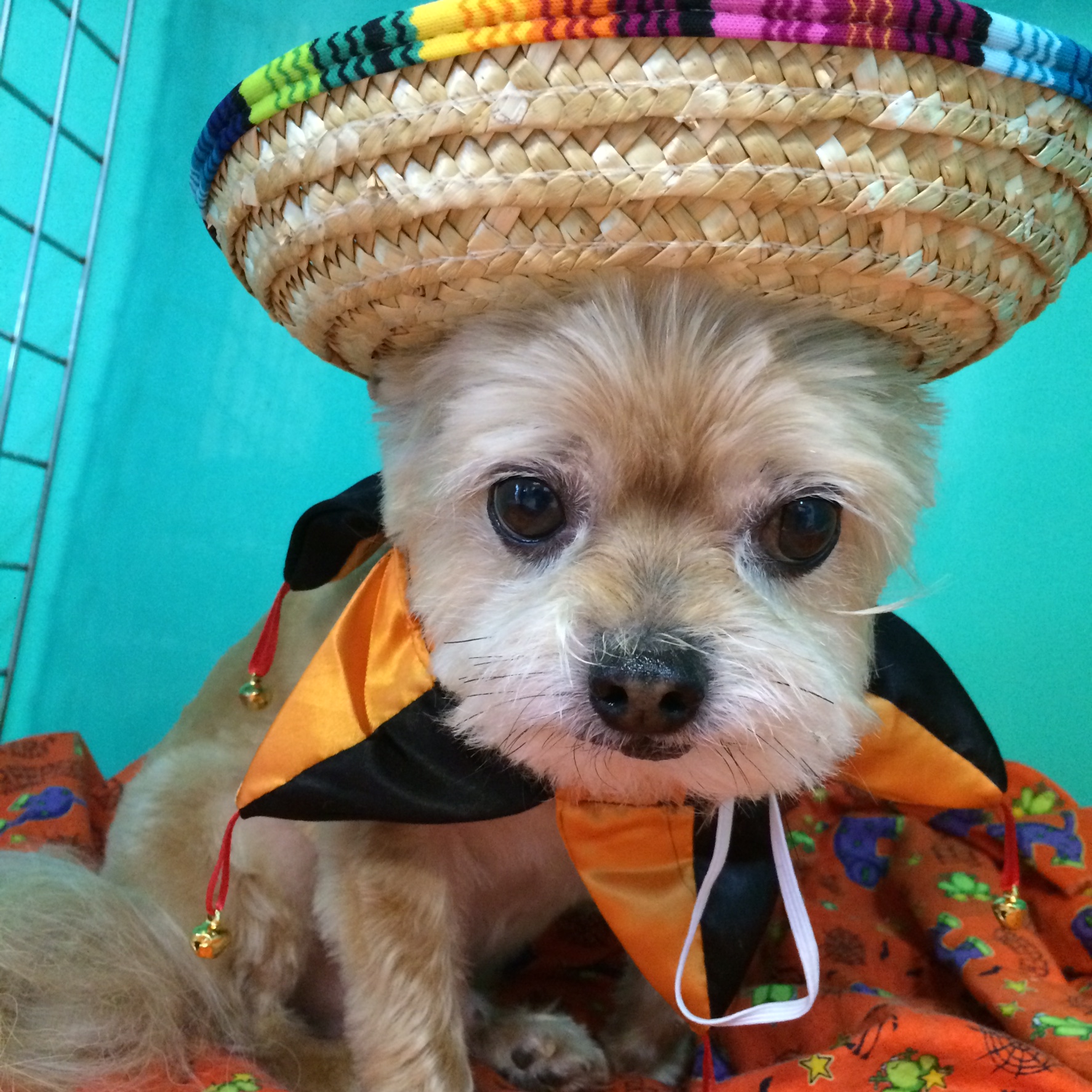 Critter Clippers Gig Harbor