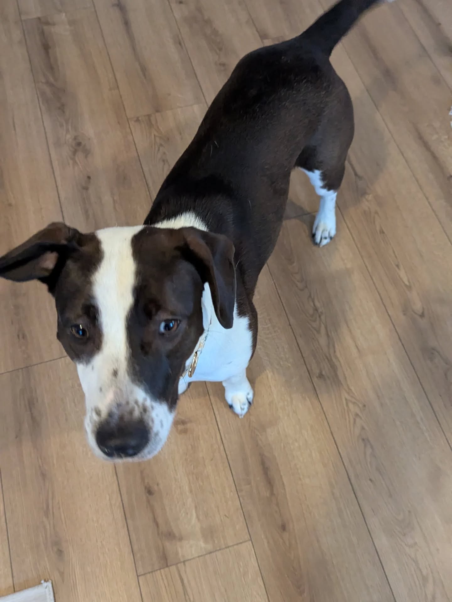 The Dog Sensei Gig Harbor