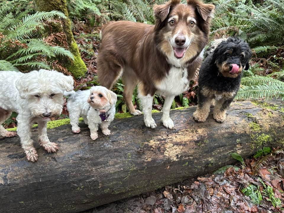 Rosedale Pet Resort Gig Harbor