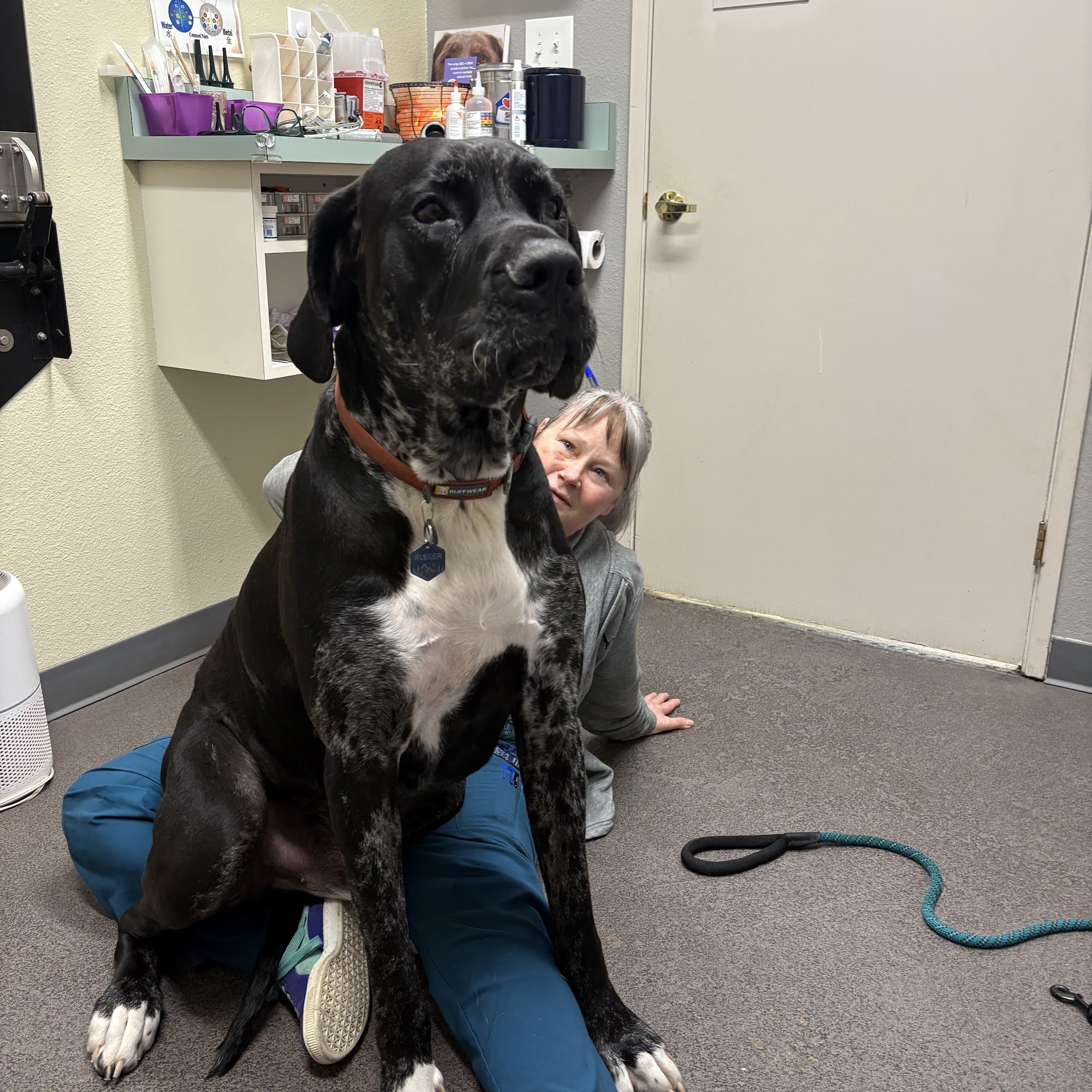 PetZen Animal Wellness Center Gig Harbor