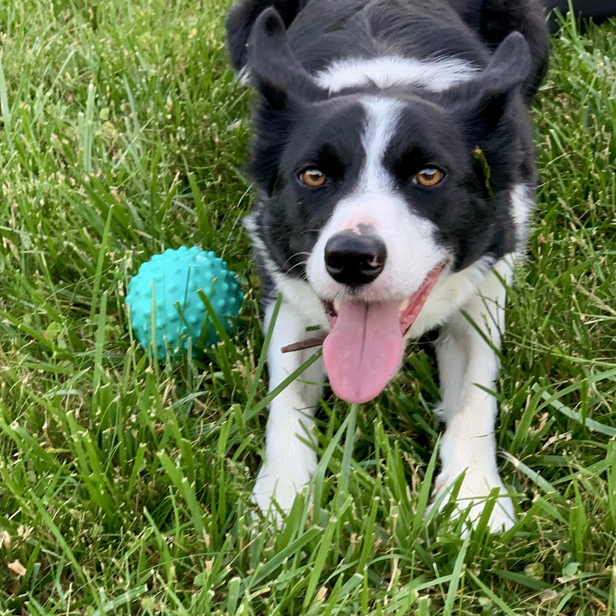 Paws & Hoofs Gig Harbor