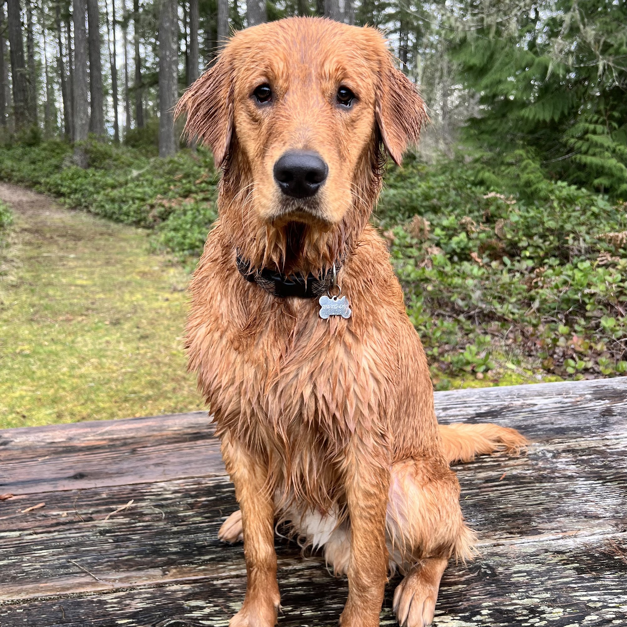 K9 Companion Academy Gig Harbor